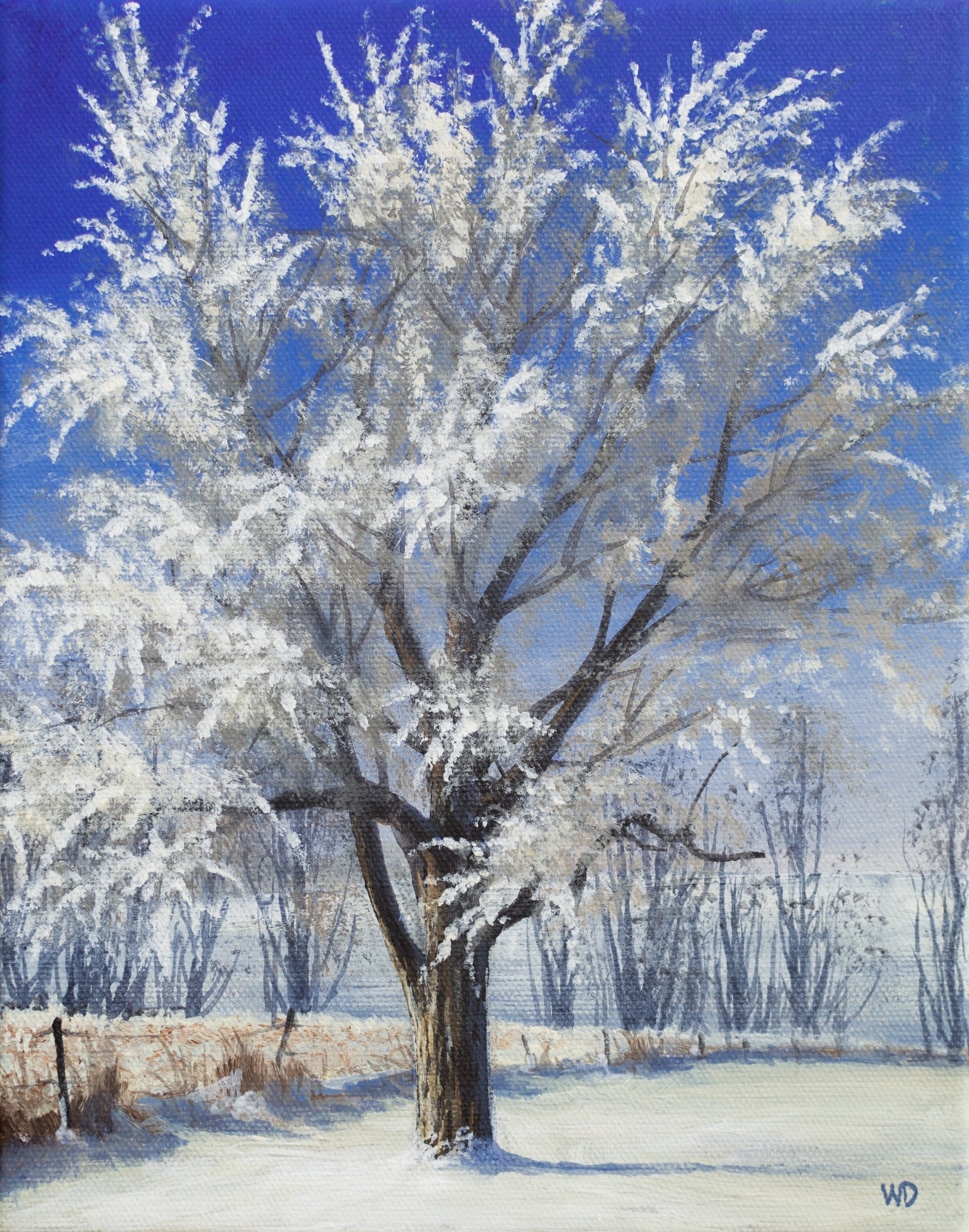 snowy tree on fenceline