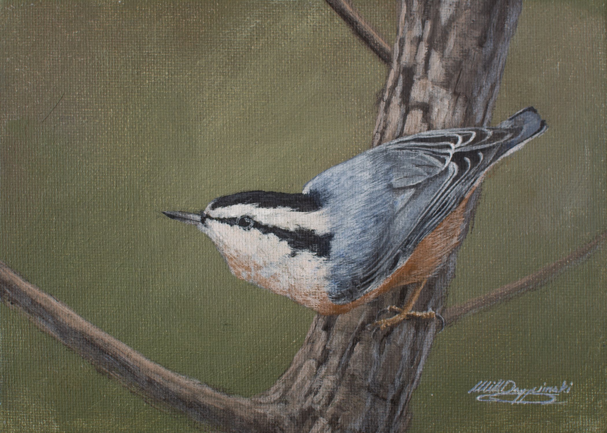 Red Breasted Nuthatch no watermark copy.jpg