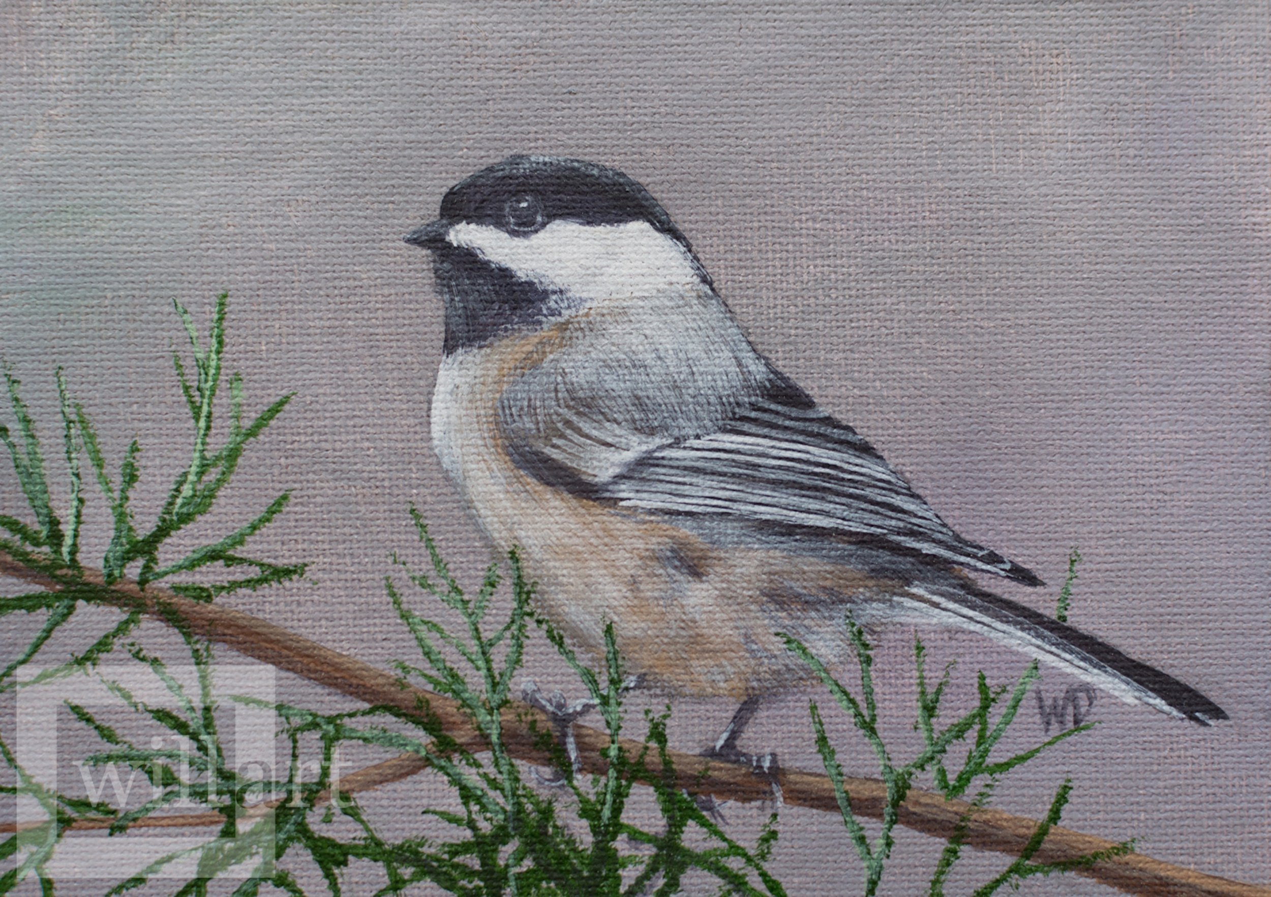 chickadee on cedar twig