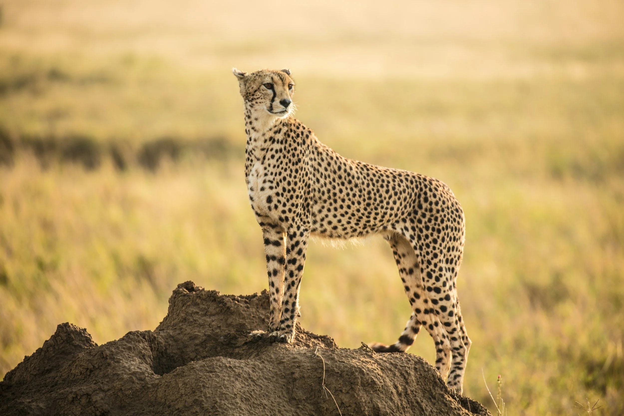 Cheetah Standing Tall
