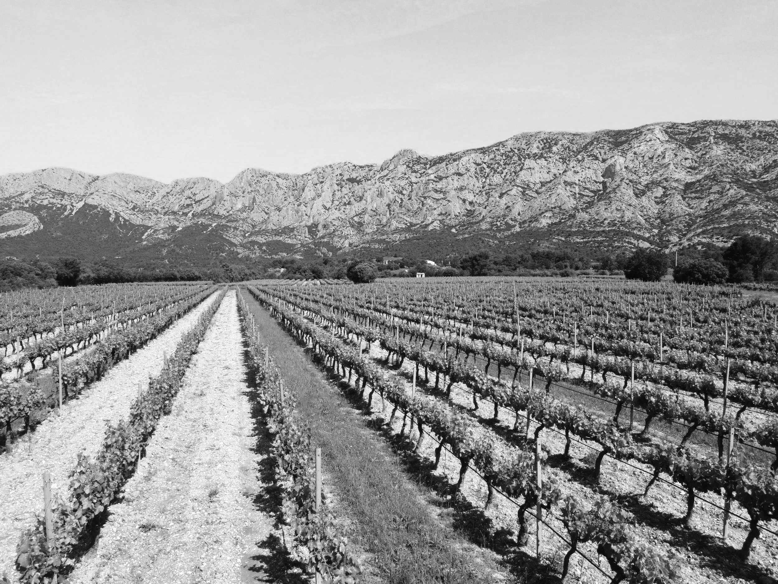 Planet of the Grapes Origins of Materials