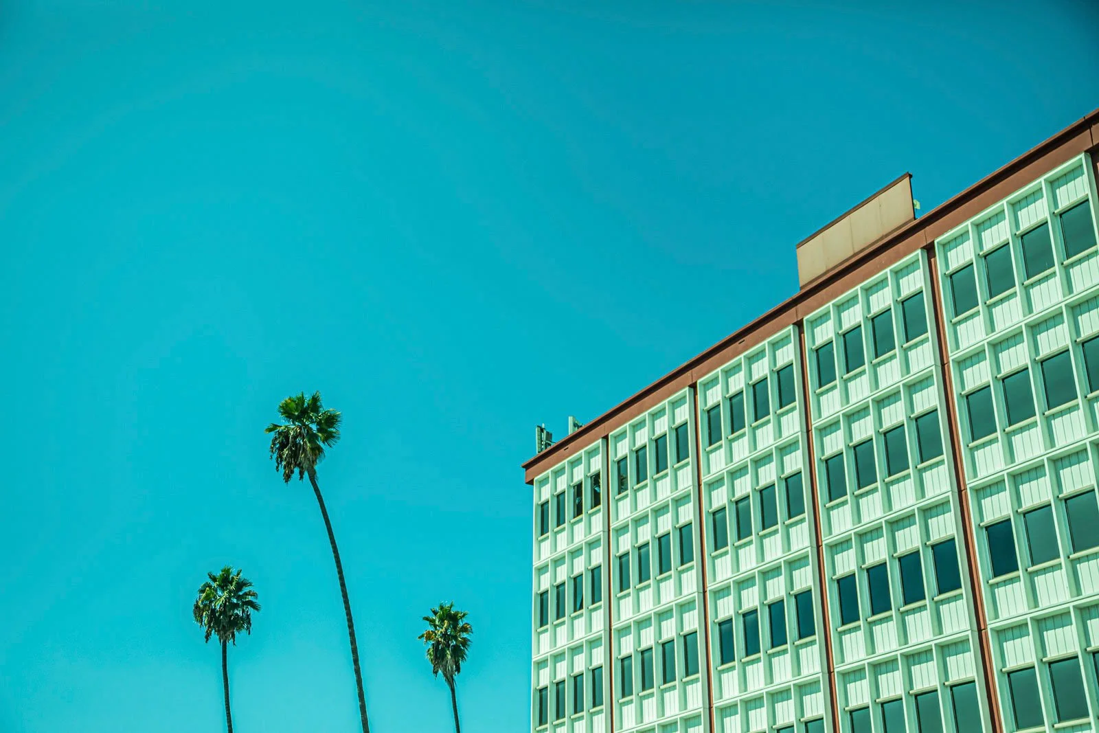 THREE-PALMS.jpg
