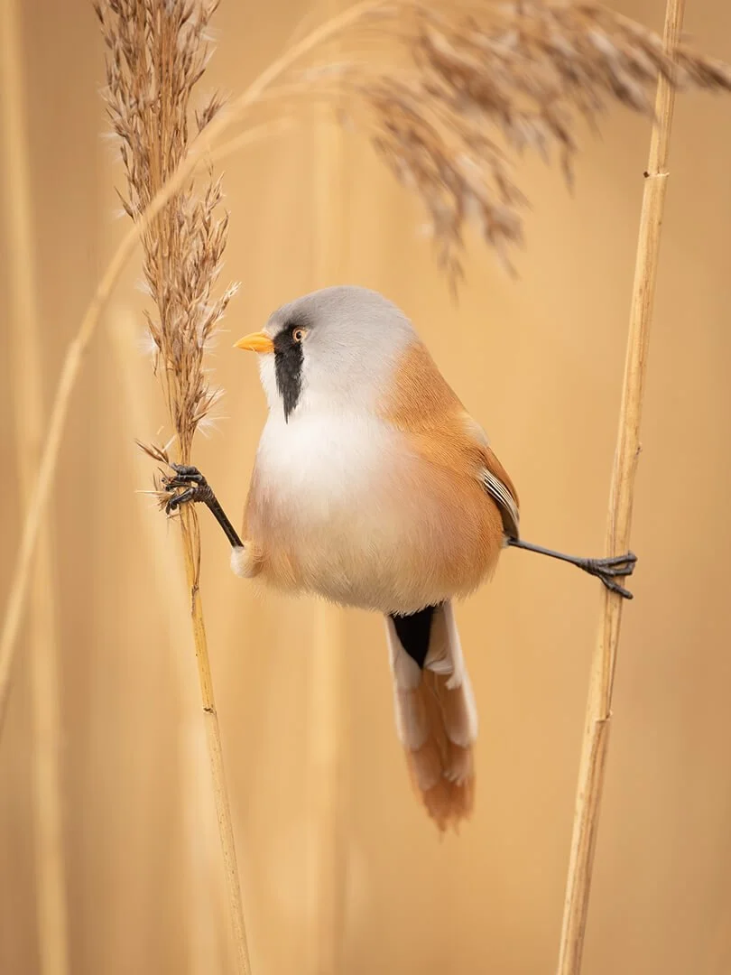 English Reedling Bearded Reedling — Natural World Photography