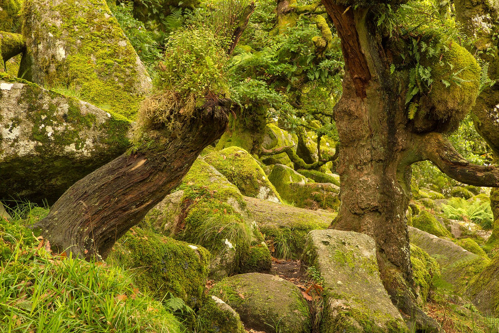 Wistman's Wood on my Dartmoor Tors and Hidden Valleys Photography Tour