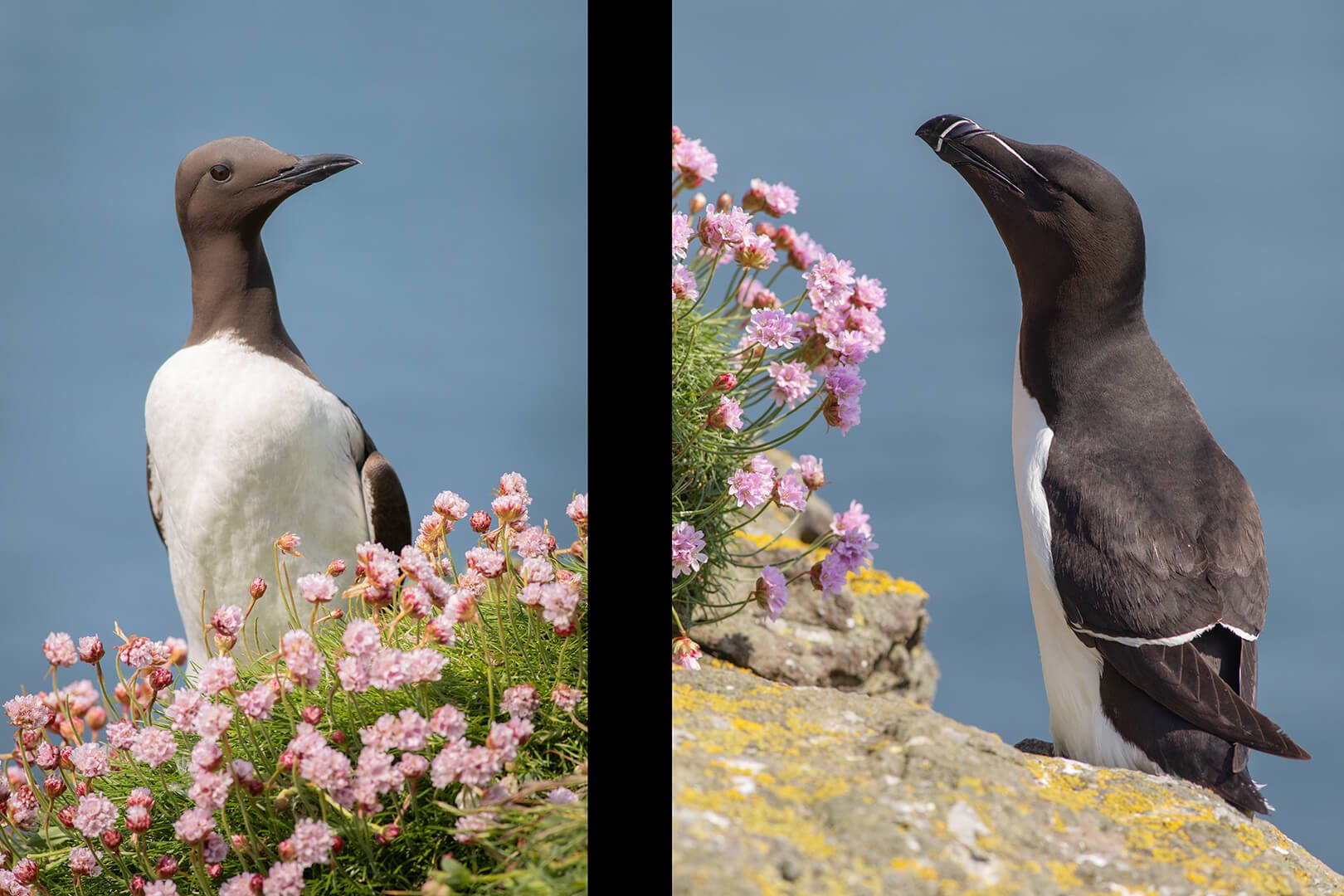 Guillemot and razorbill amongst thrift on Lunga photographed on Natural World Photography Otters and Eagles wildlife photography tour to Mull