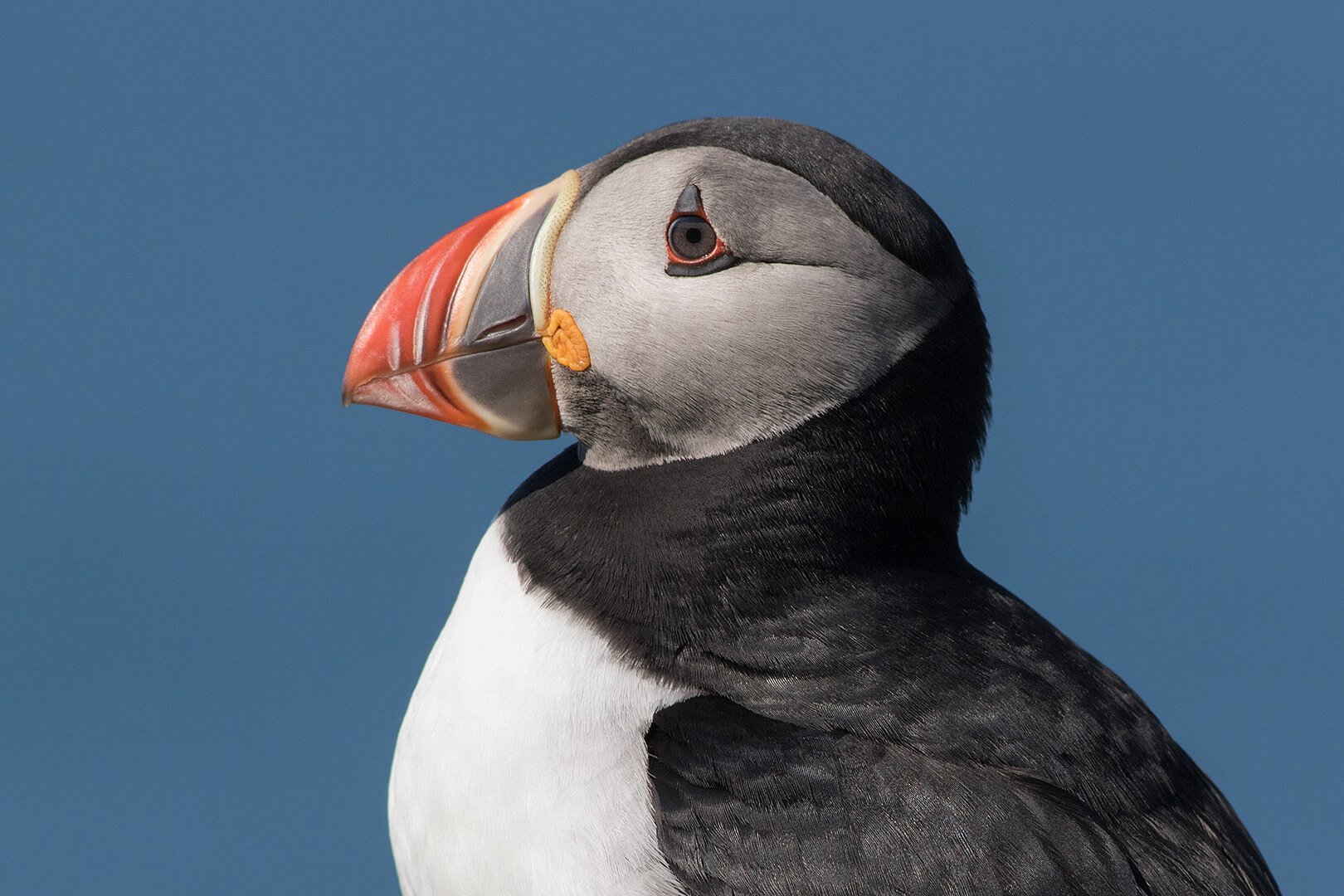 Portrait of puffin on Lunga photographed on Natural World Photography Otters and Eagles wildlife photography tour to Mull