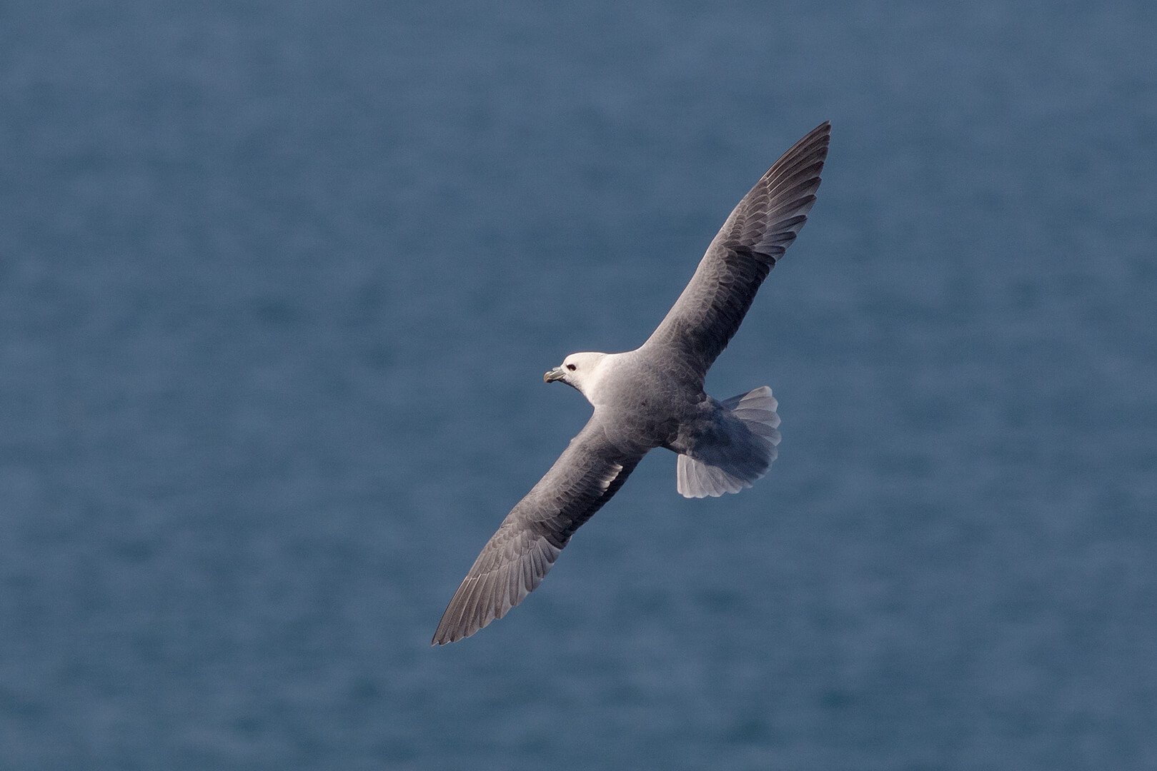 Fulmar in flight over Lunga photographed on Natural World Photography Otters and Eagles wildlife photography tour to Mull