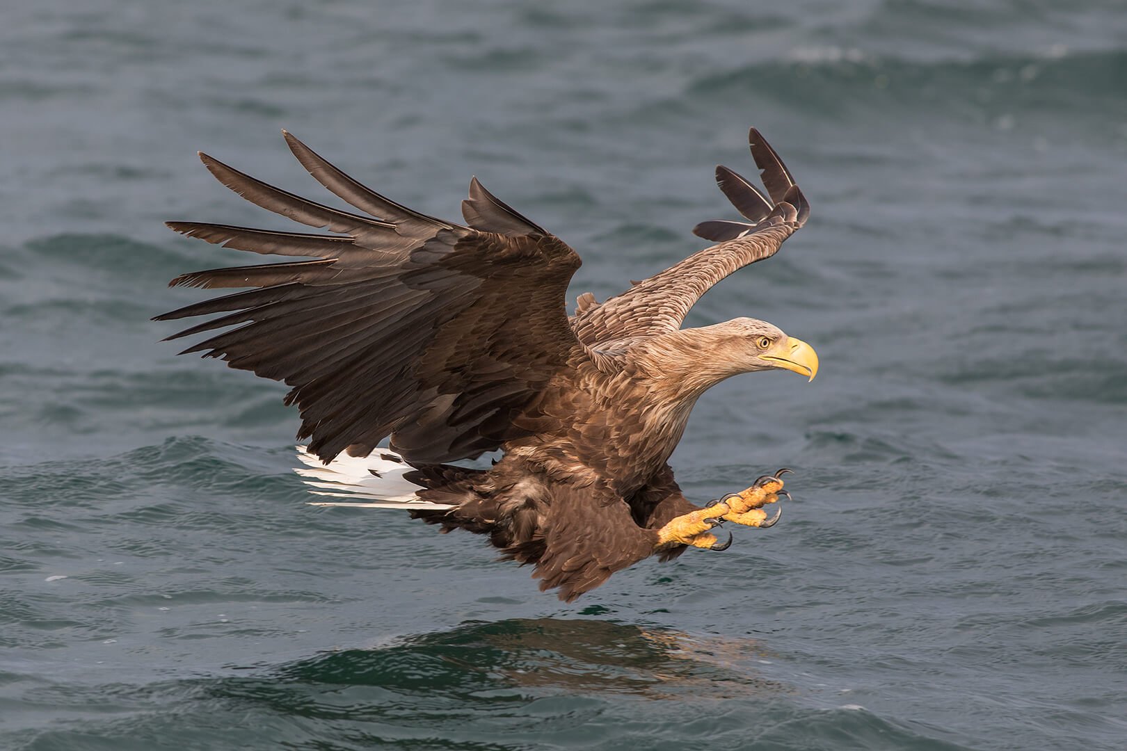 White-tailed sea eagle swooping for fish photographed on Natural World Photography Otters and Eagles wildlife photography tour to Mull