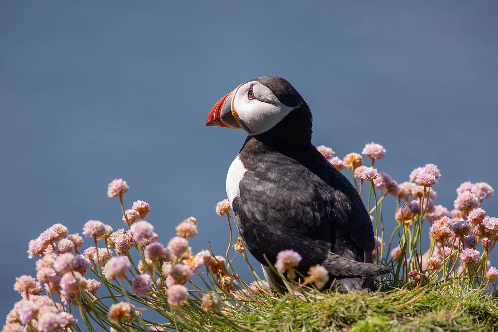 Puffin amongst thrift on Lunga photographed on Natural World Photography Otters and Eagles wildlife photography tour to Mull