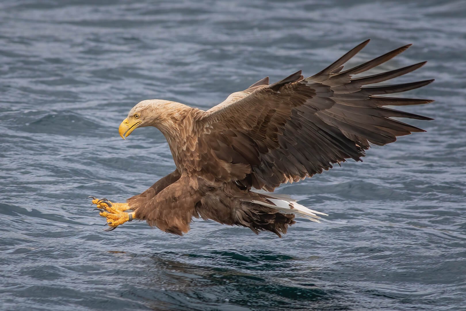 White-tailed sea eagle swooping for fish photographed on Natural World Photography Otters and Eagles wildlife photography tour to Mull
