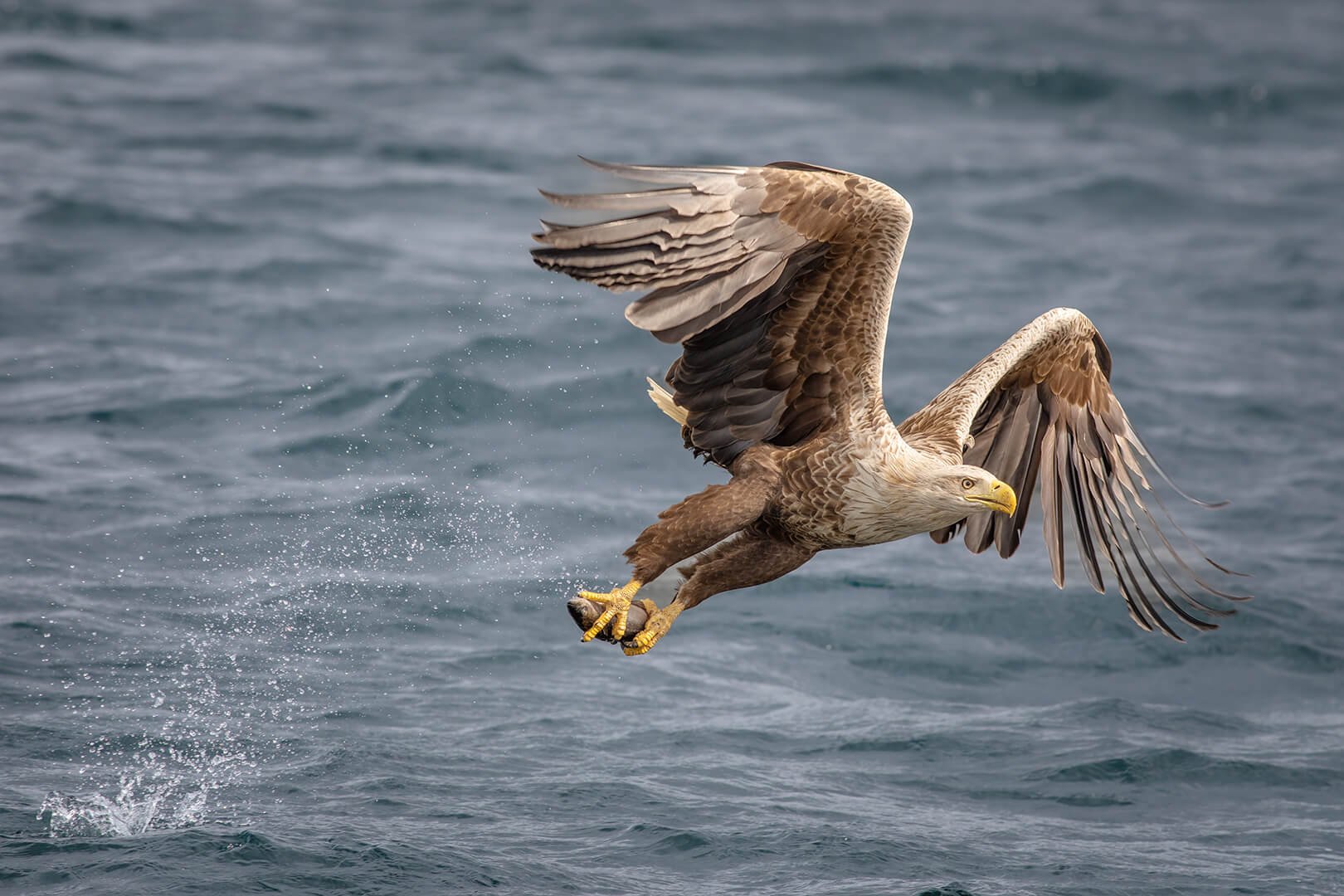 White-tailed sea eagle seizing fish photographed on Natural World Photography Otters and Eagles wildlife photography tour to Mull
