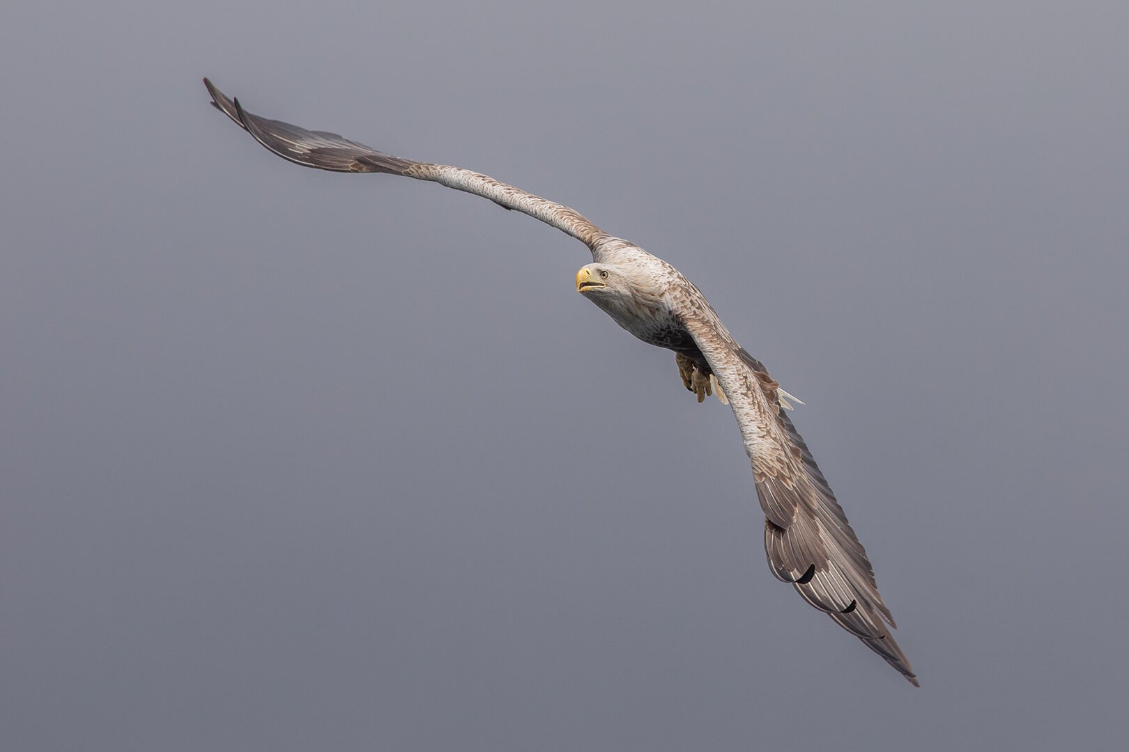 Sea eagle in flight photographed on Natural World Photography Otters and Eagles wildlife photography tour to Mull