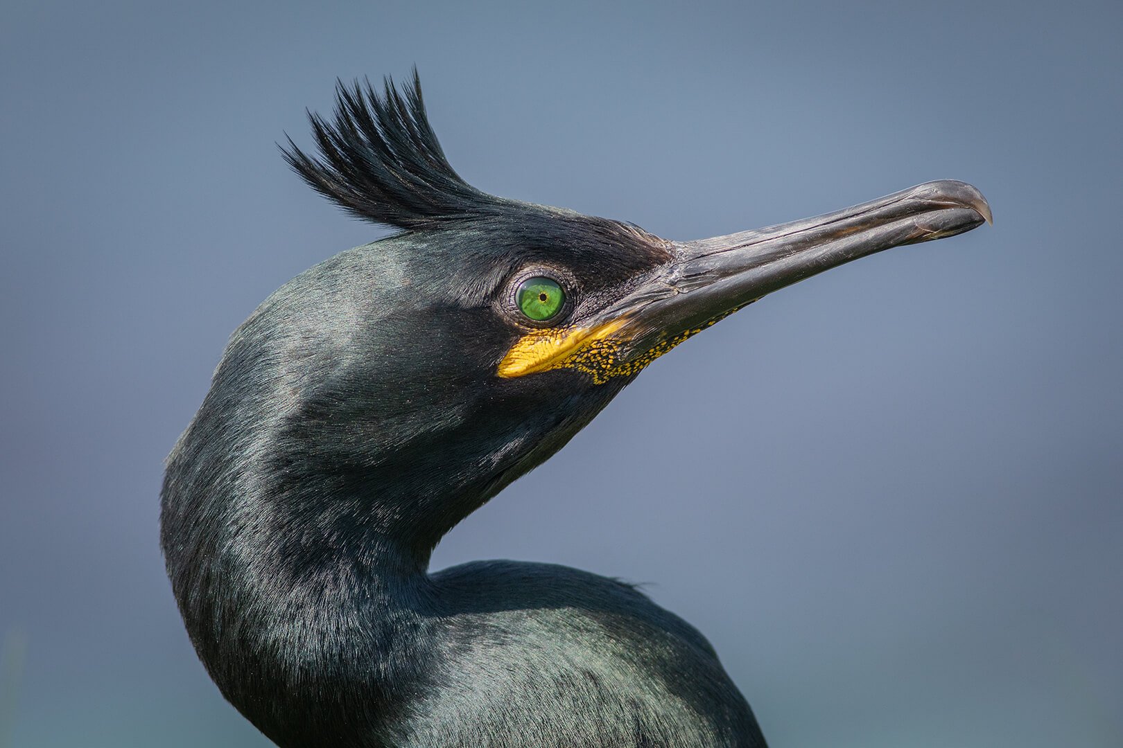 Portrait of shag on Lunga photographed on Natural World Photography Otters and Eagles wildlife photography tour to Mull