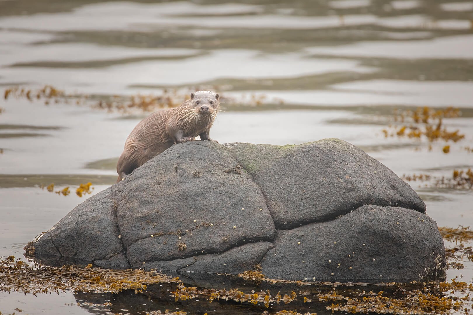 Otter on rock photographed on Natural World Photography Otters and Eagles wildlife photography tour to Mull