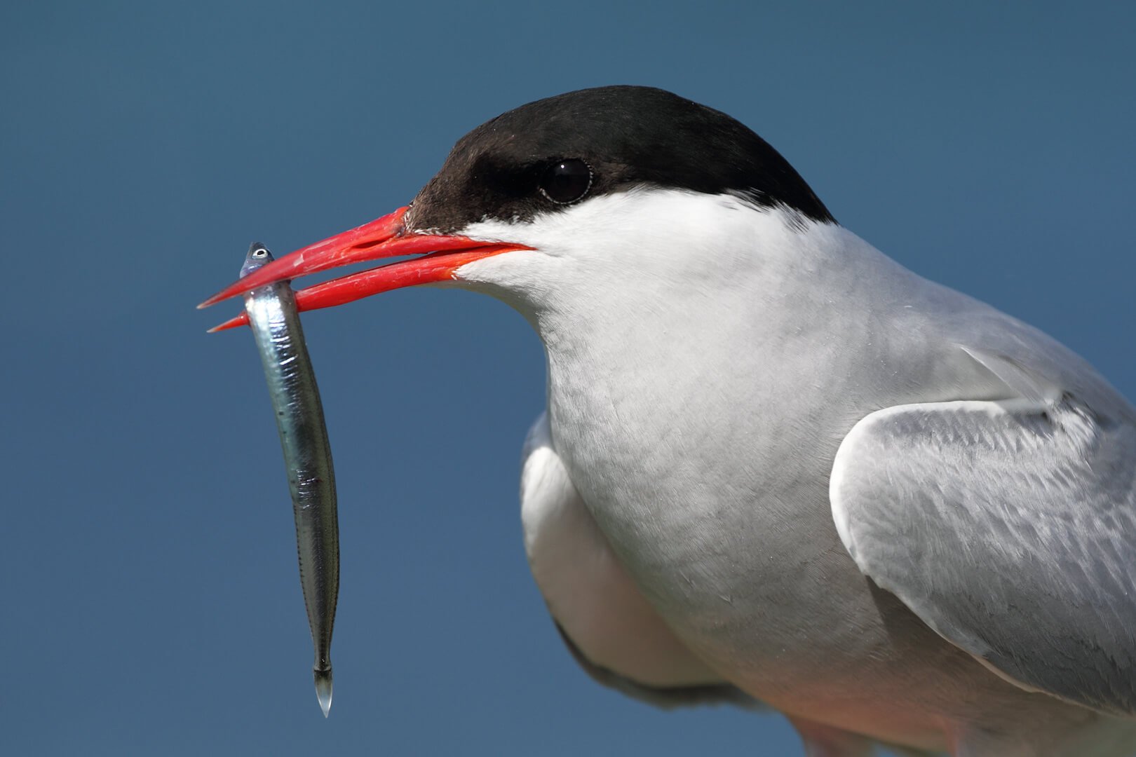 BRITISH SEABIRDS AND WATERFOWL