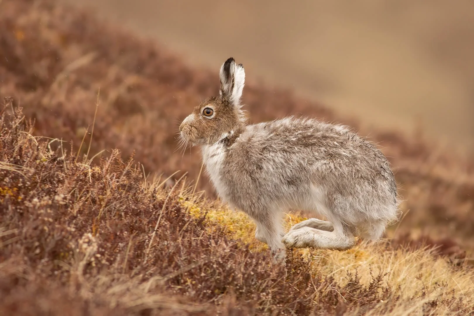 Mountain Hare Running Natural World Photography mountain-hare-running-natural-world-photography