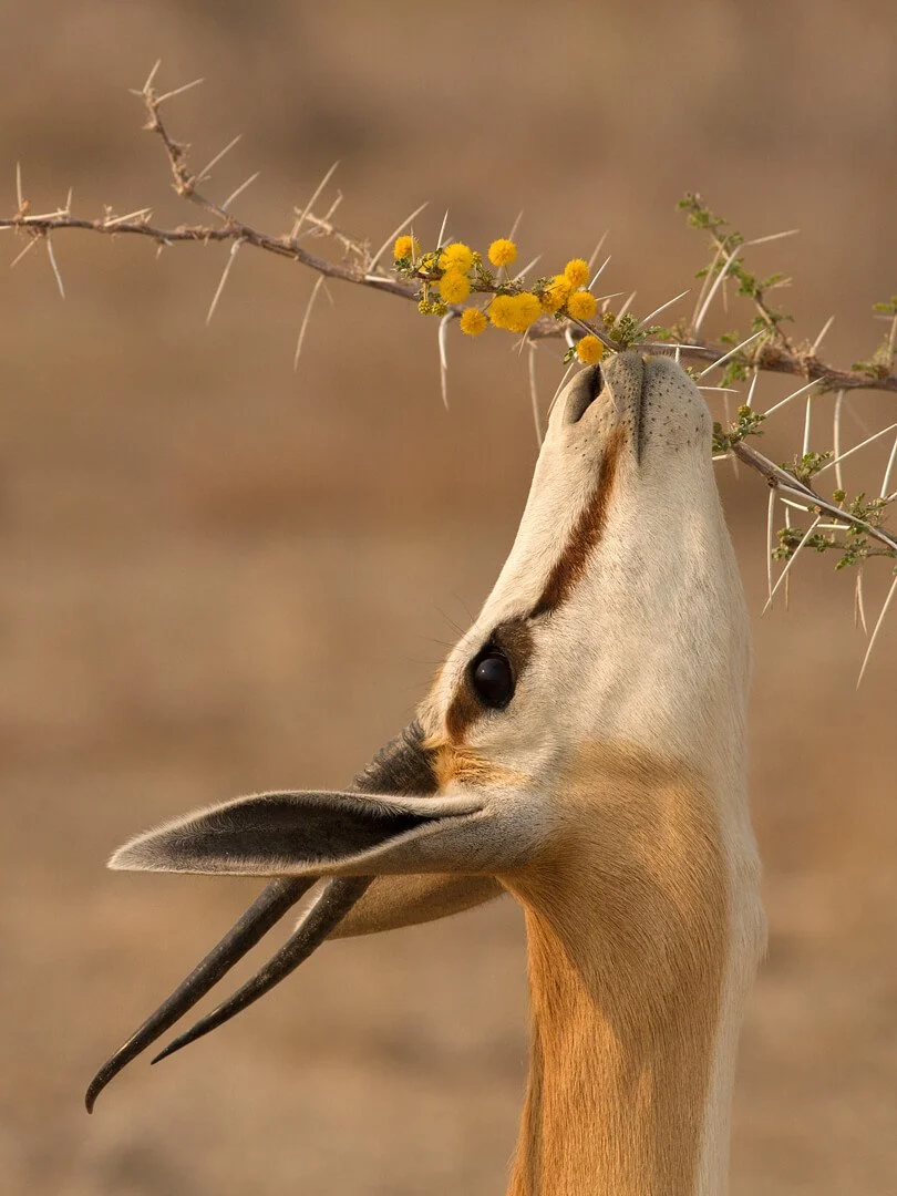 Springbok Browsing Acacia — Natural World Photography