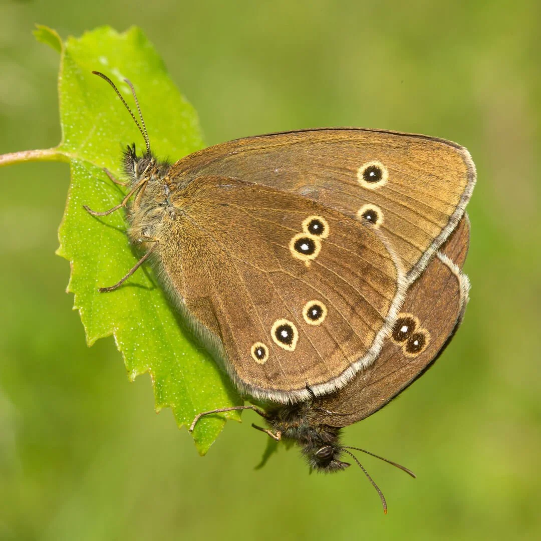 UK16-547 Ringlets (Aphantopus hyperatus) mating, Bentley Wood, Wiltshire.jpg