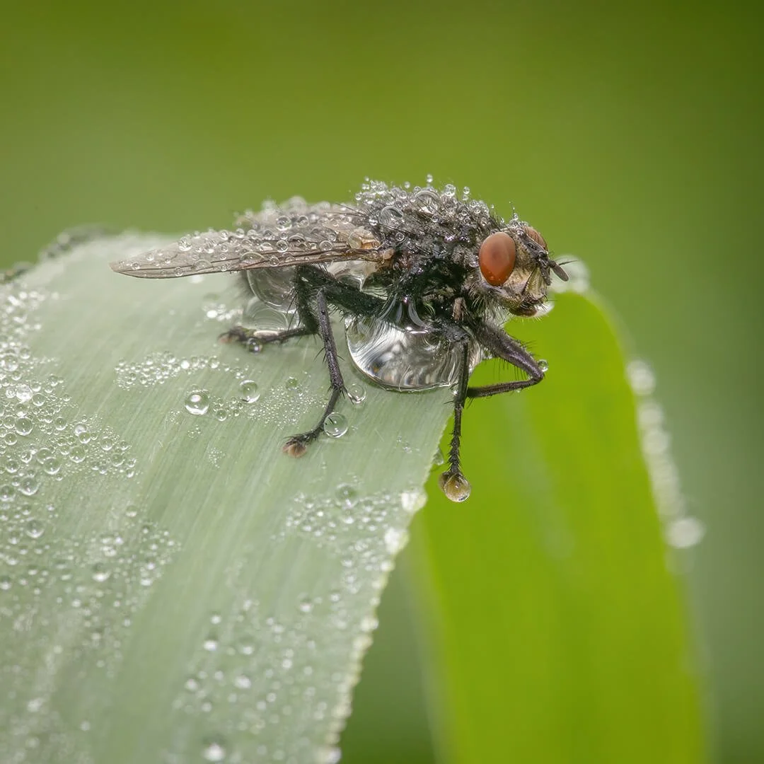 Flesh Fly in Dew