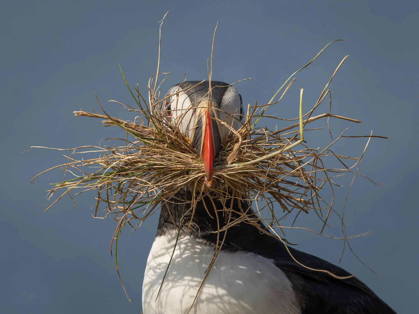 Puffin busy doing housework