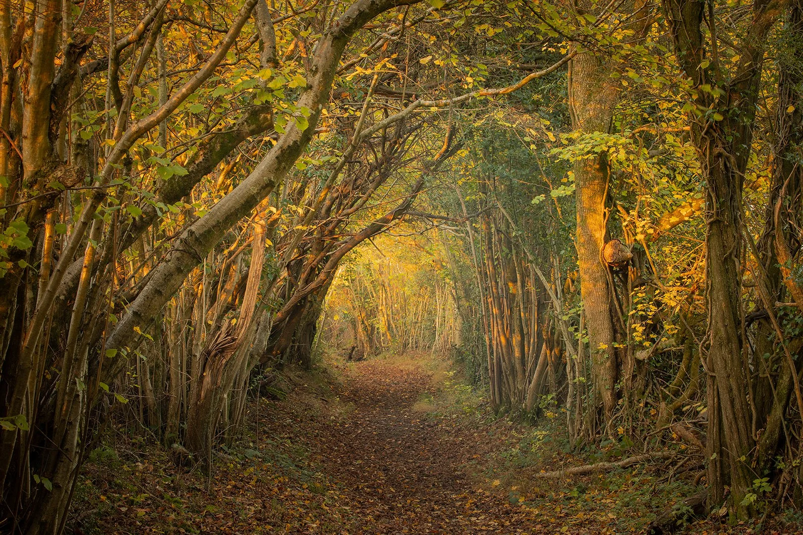 Savernake Forest In Autumn Photography Tour