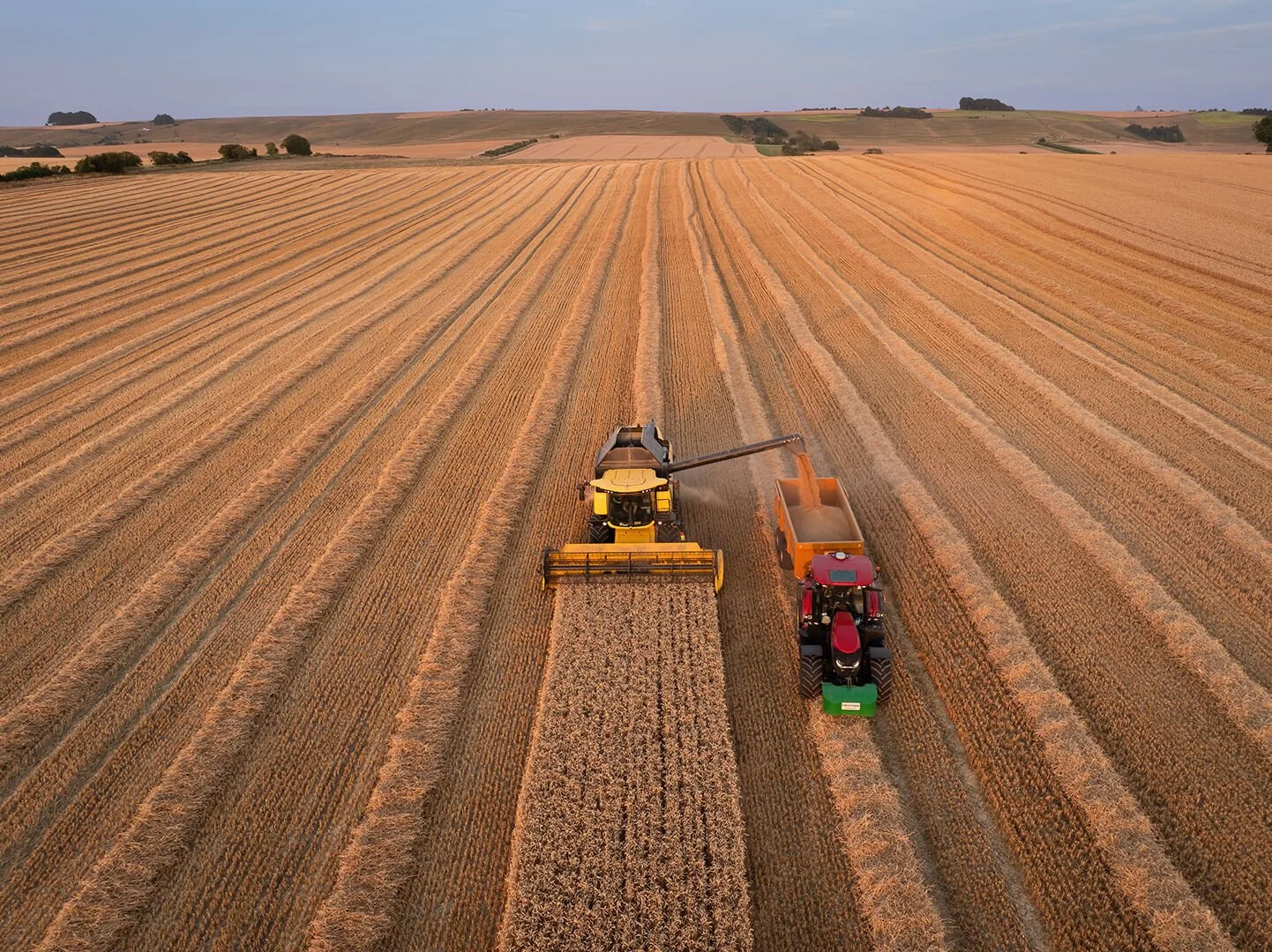 Harvest, Marlborough Downs