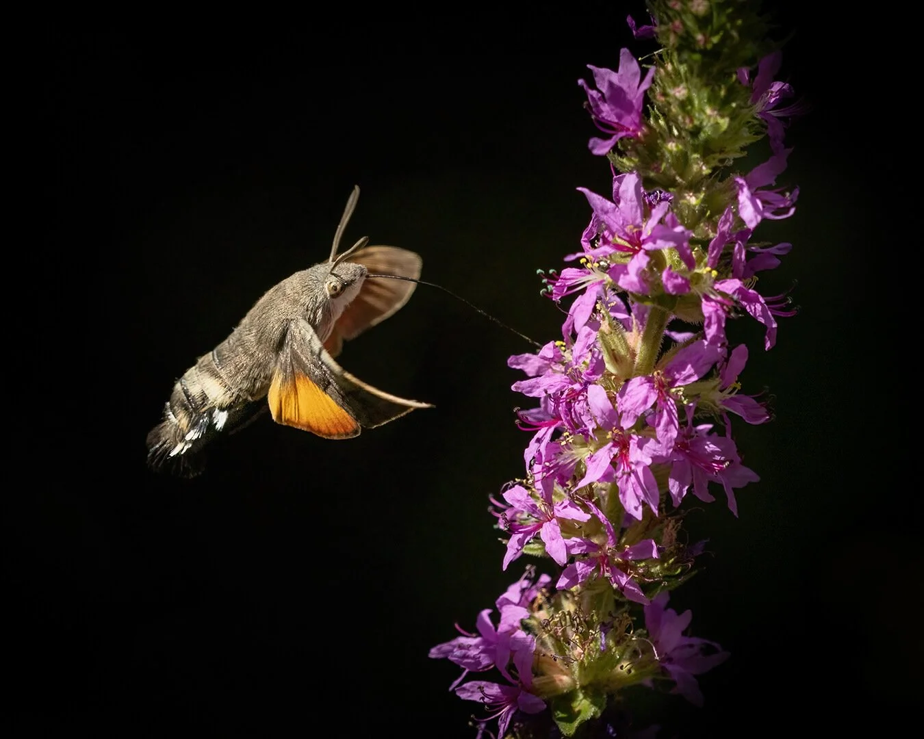 Hummingbird Hawkmoth