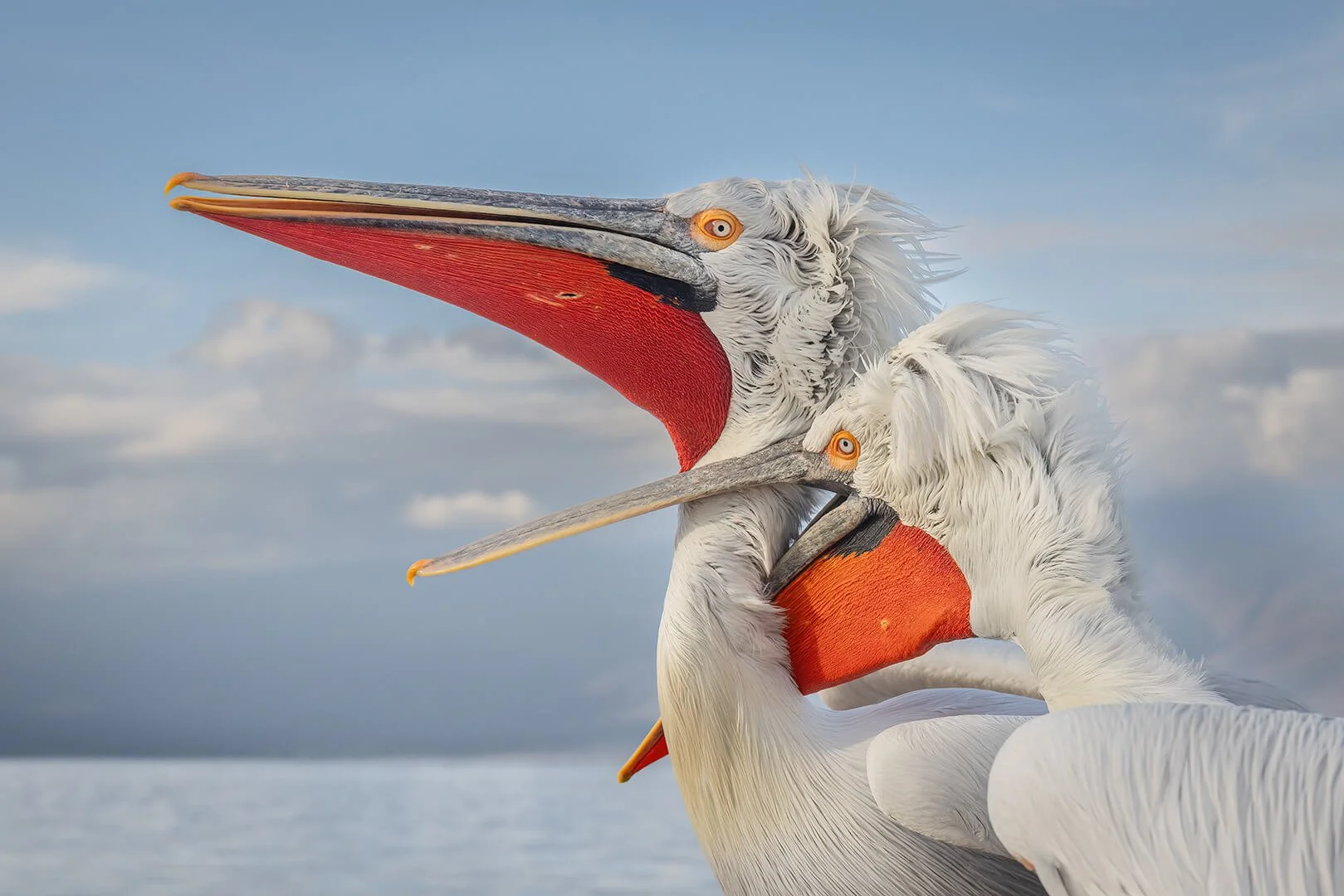 Dalmatian Pelicans Fighting