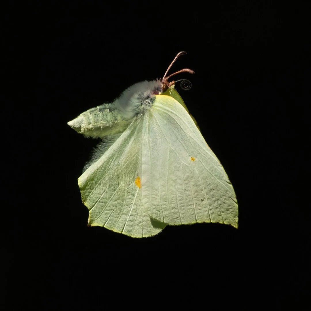 Brimstone butterfly in flight