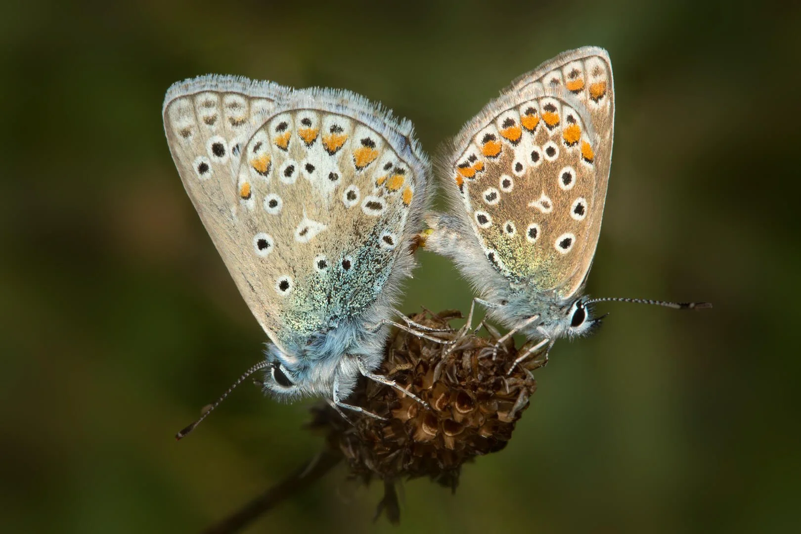 Common Blue Butterflies Mating Natural World Photography common-blue-butterflies-mating-natural-world-photography
