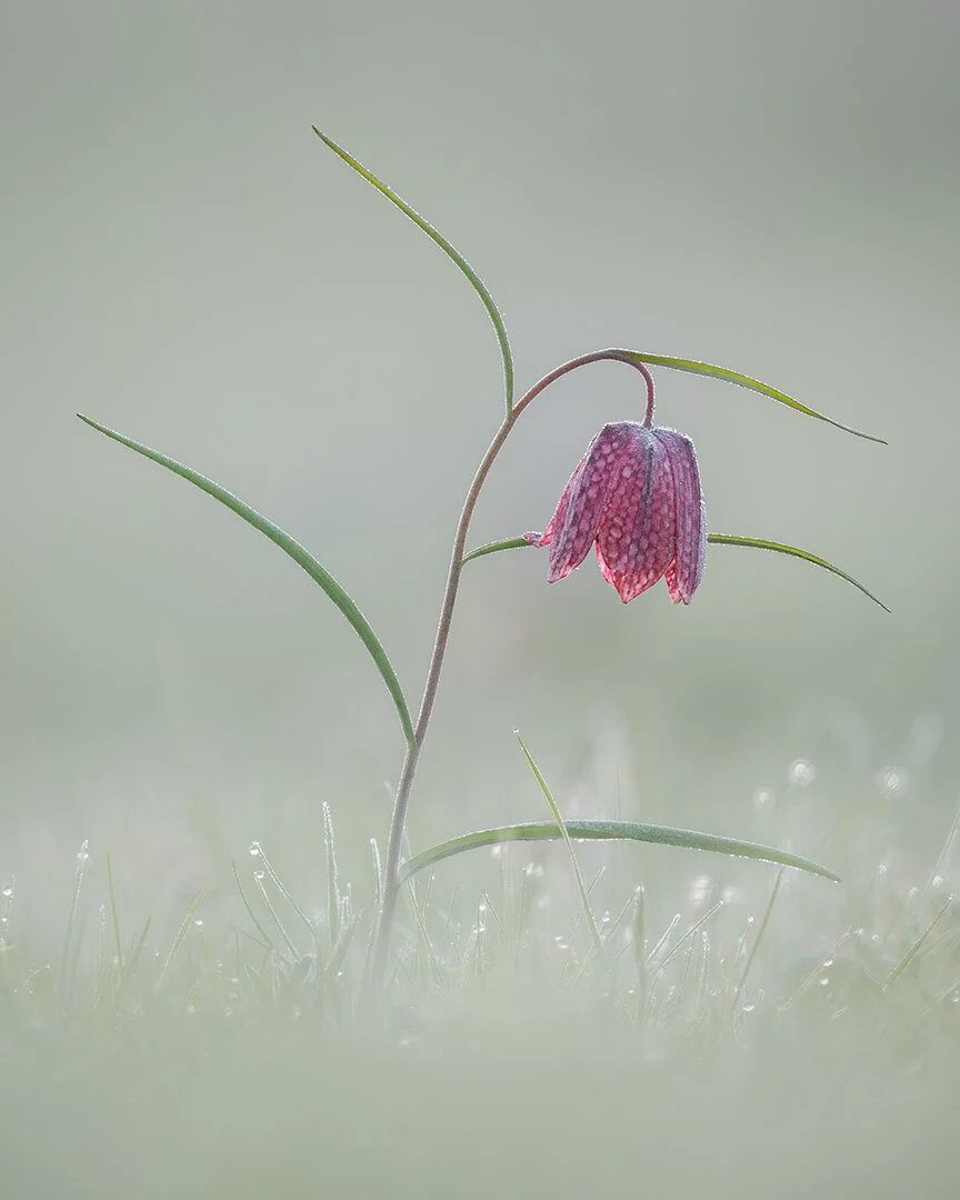 Snake's Head Fritillary Before Sunrise