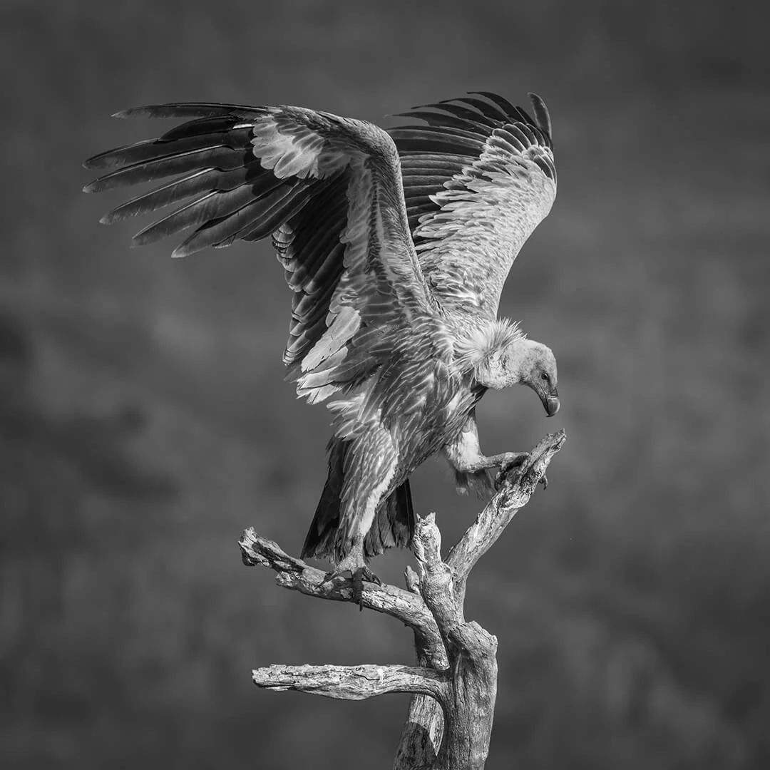 Griffon Vulture on Dead Tree