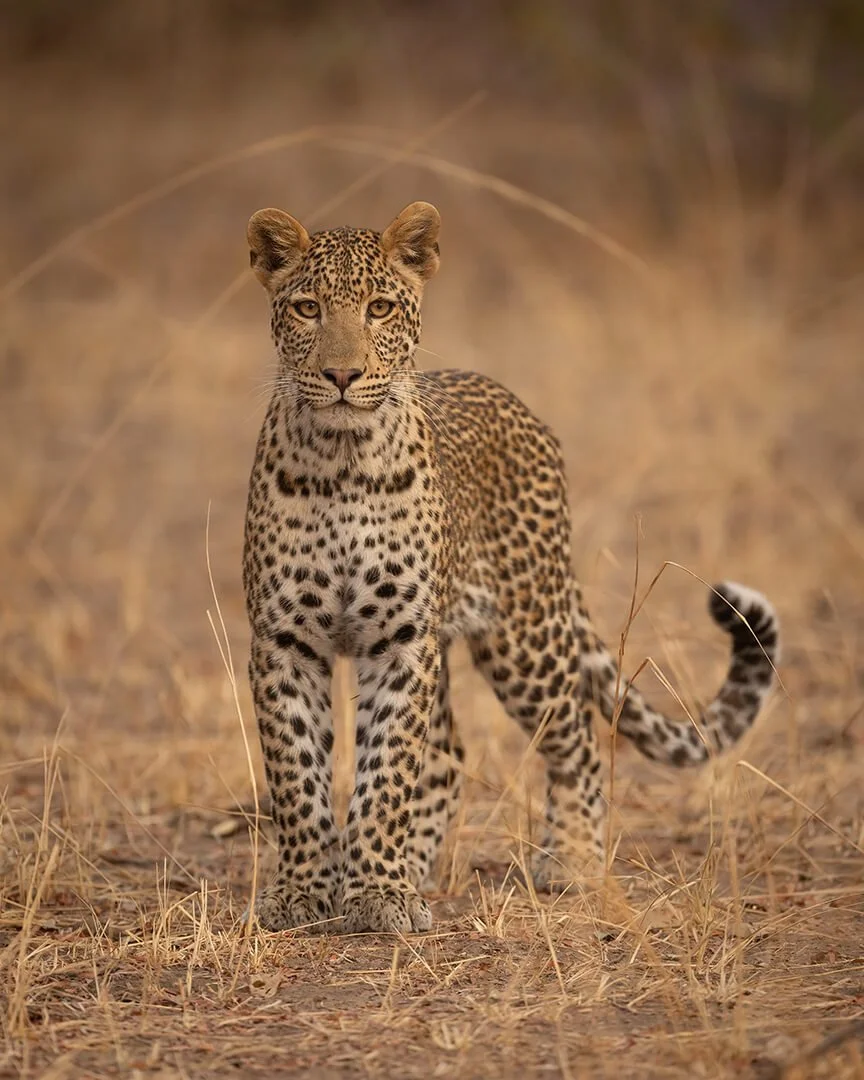 Young Leopard — Natural World Photography