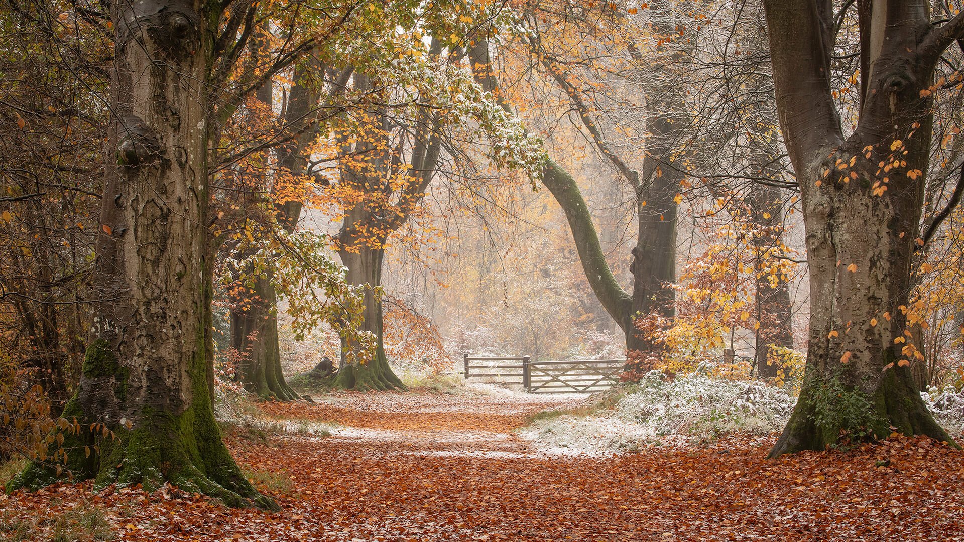 Autumn Snow, Savernake Forest