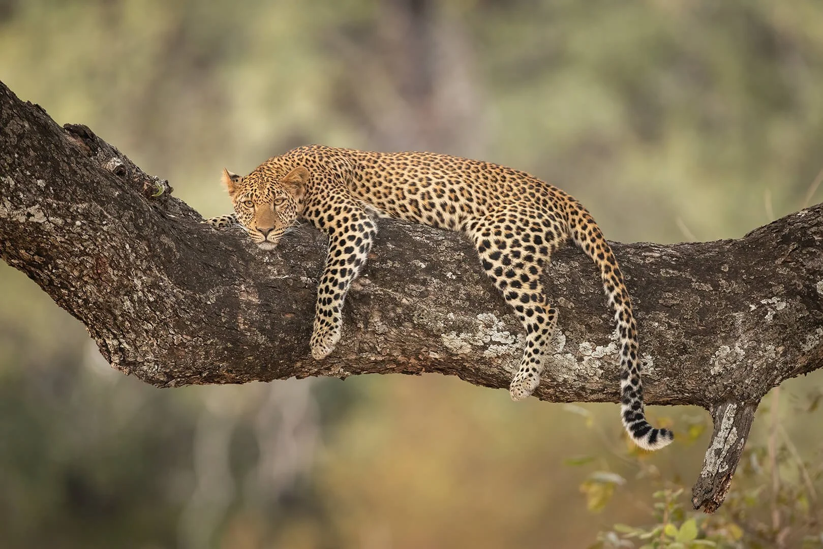 Resting Leopard — Natural World Photography