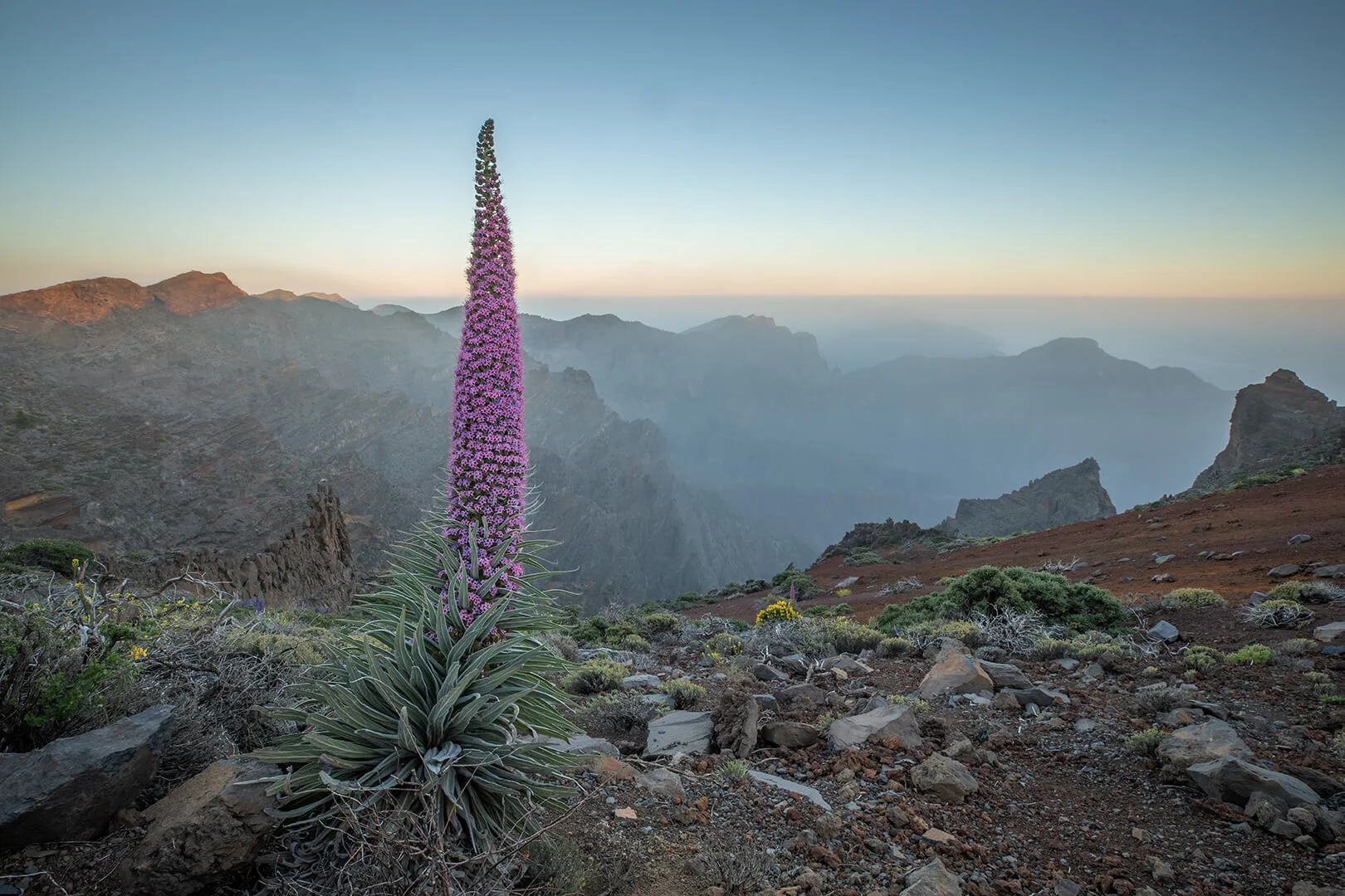 Tajinaste, Caldera De Taburiente