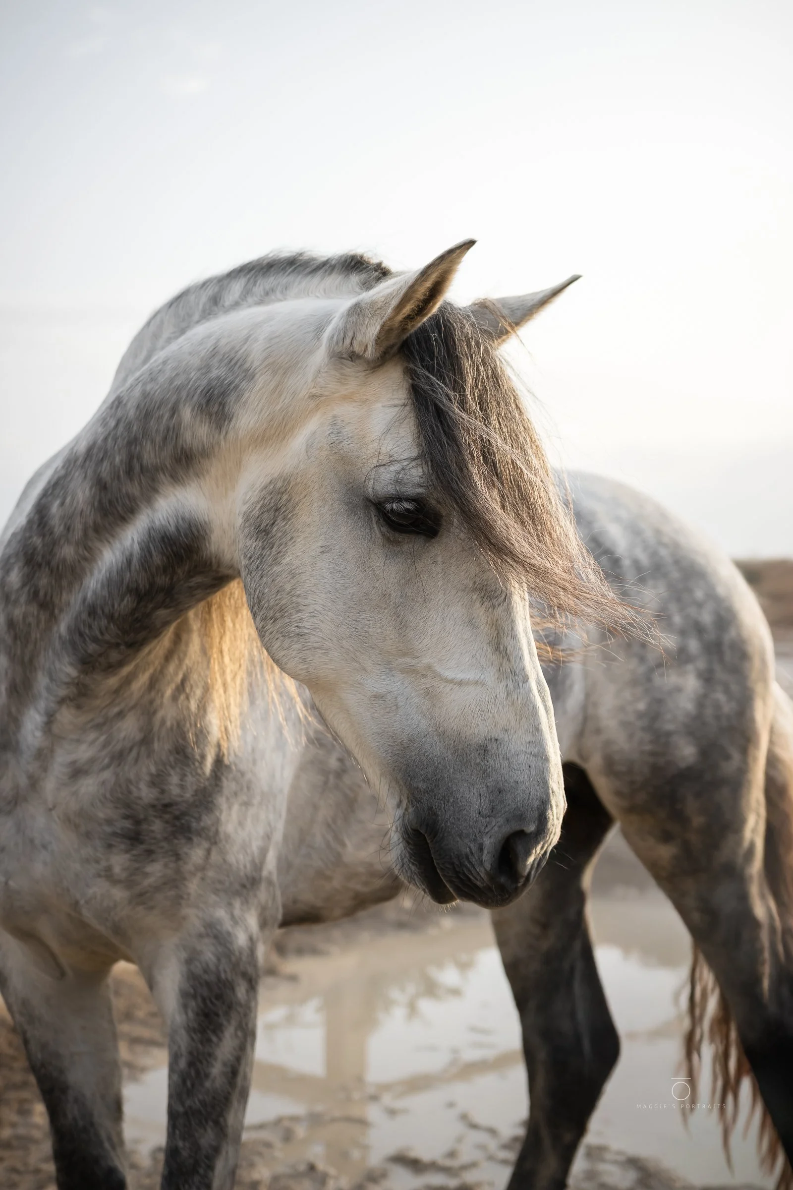 Close-up of a white and gray horse with a dark mane, standing outdoors in a dusty environment, with a cloudy sky in the background.