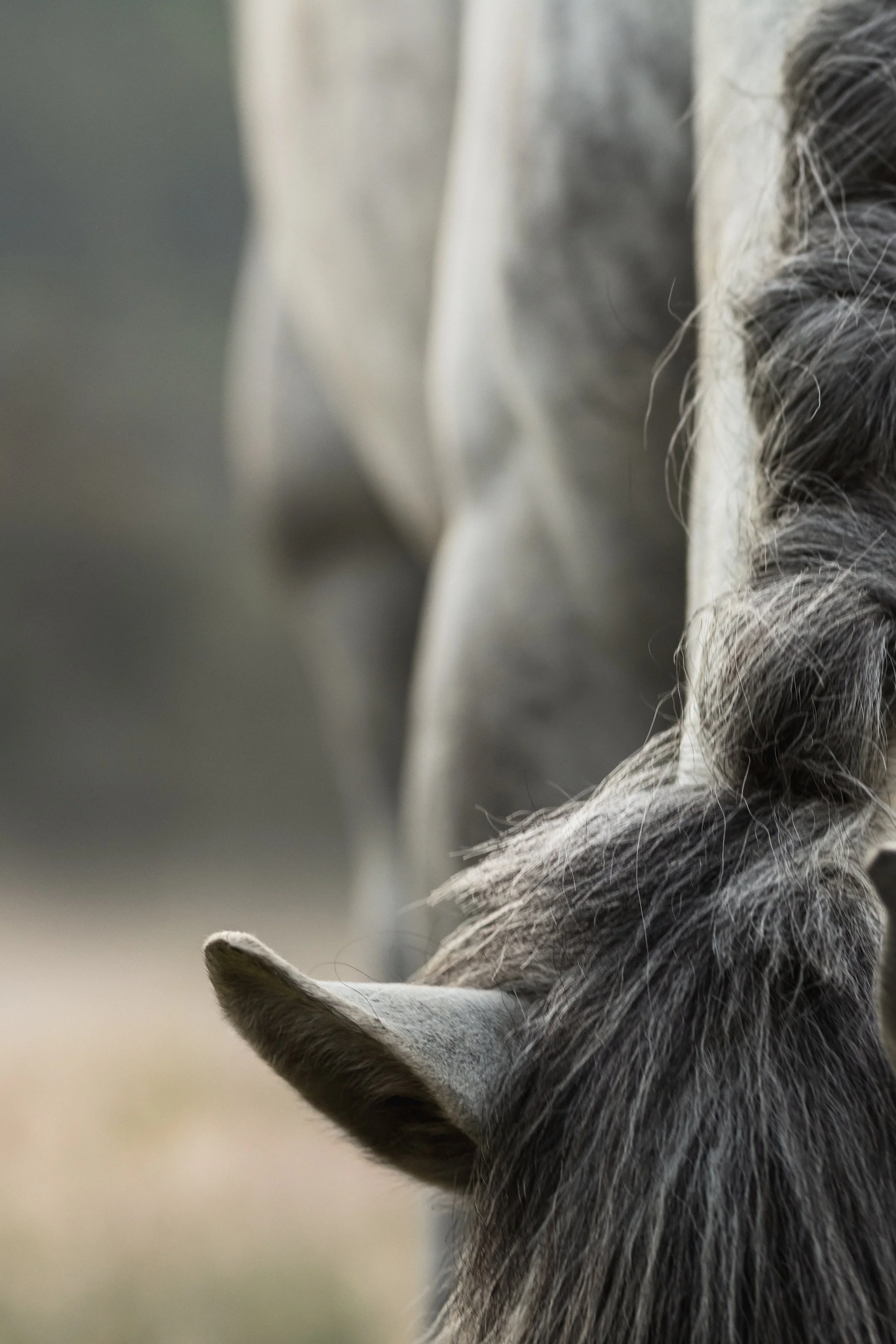 Close-up of a gray and white cat with a focus on its ear and fur.