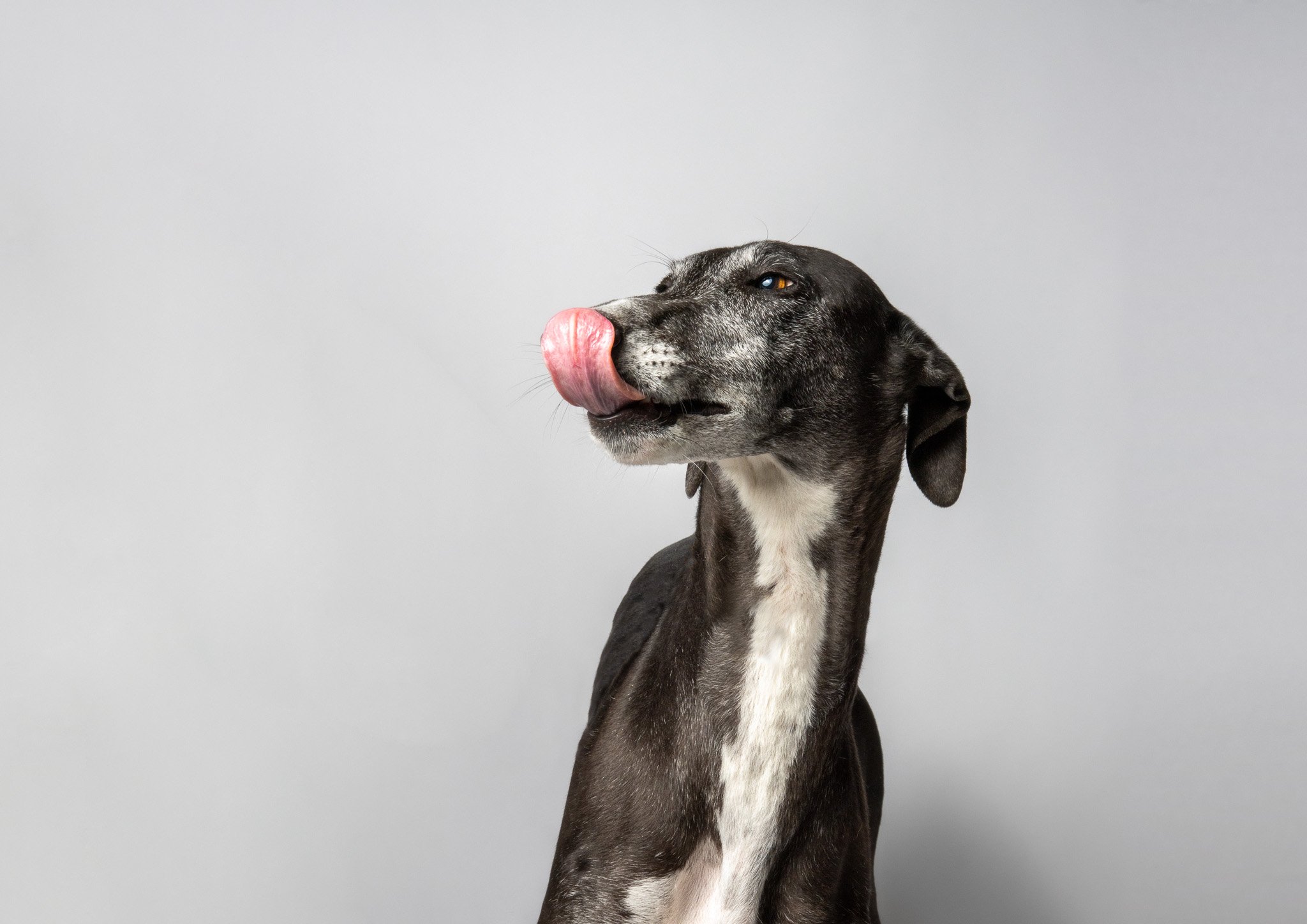 Studio photograph of a spanish greyhound