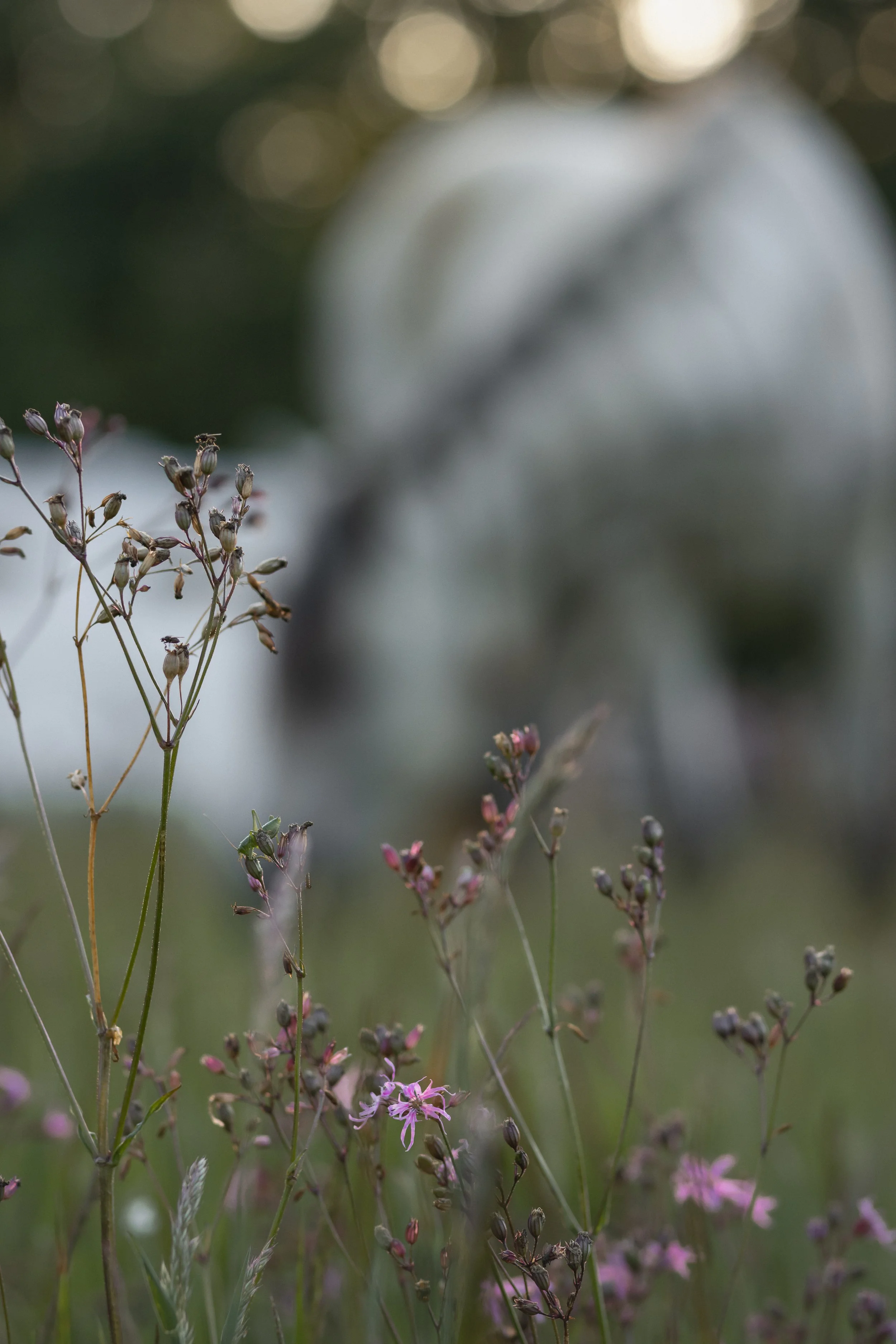 Close-up of small wildflowers with pink and purple petals in a field, blurred background with hints of green and bokeh lights.