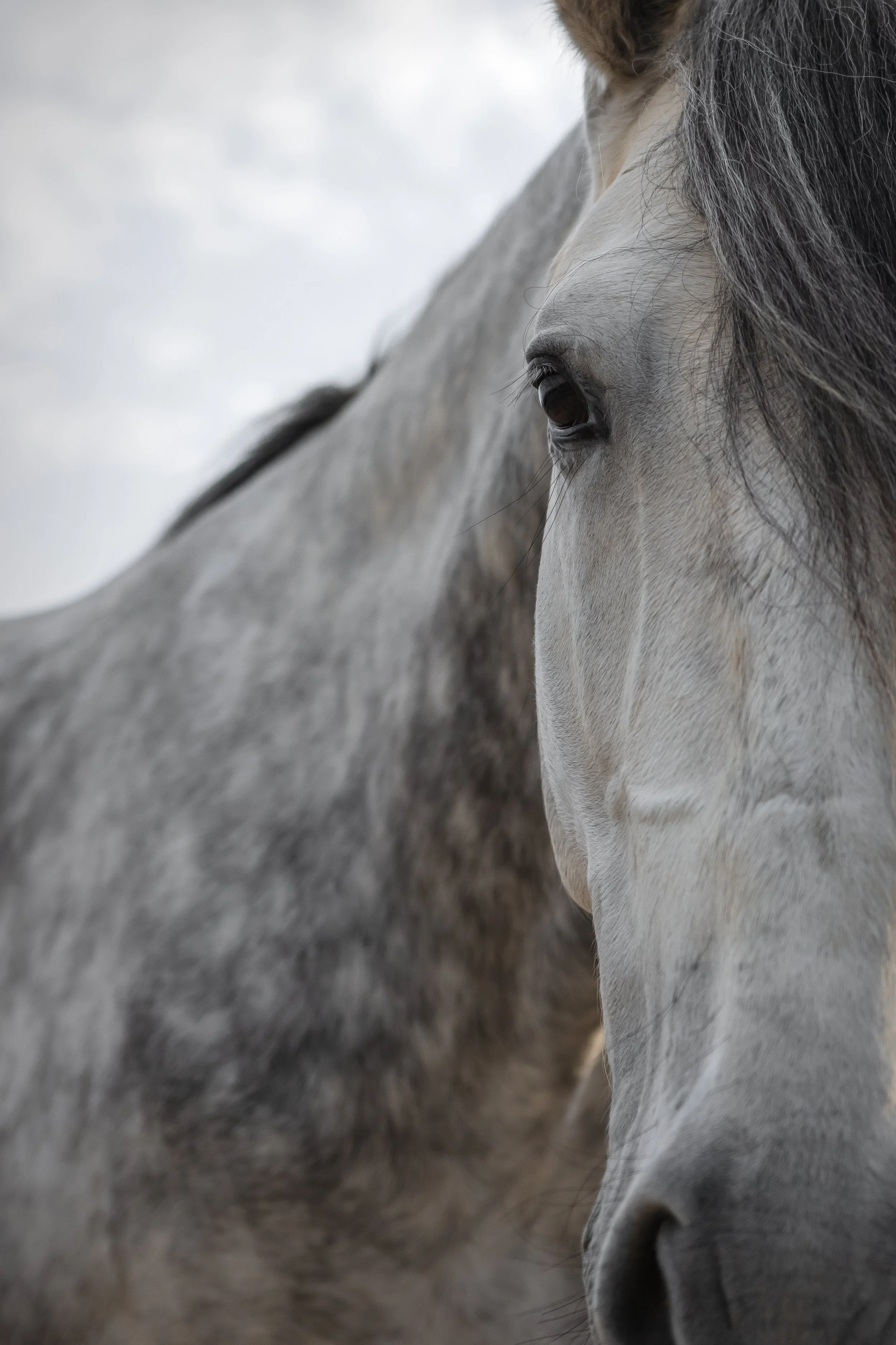 Close-up of two gray horses' faces, showing details of their eyes, mane, and snouts.