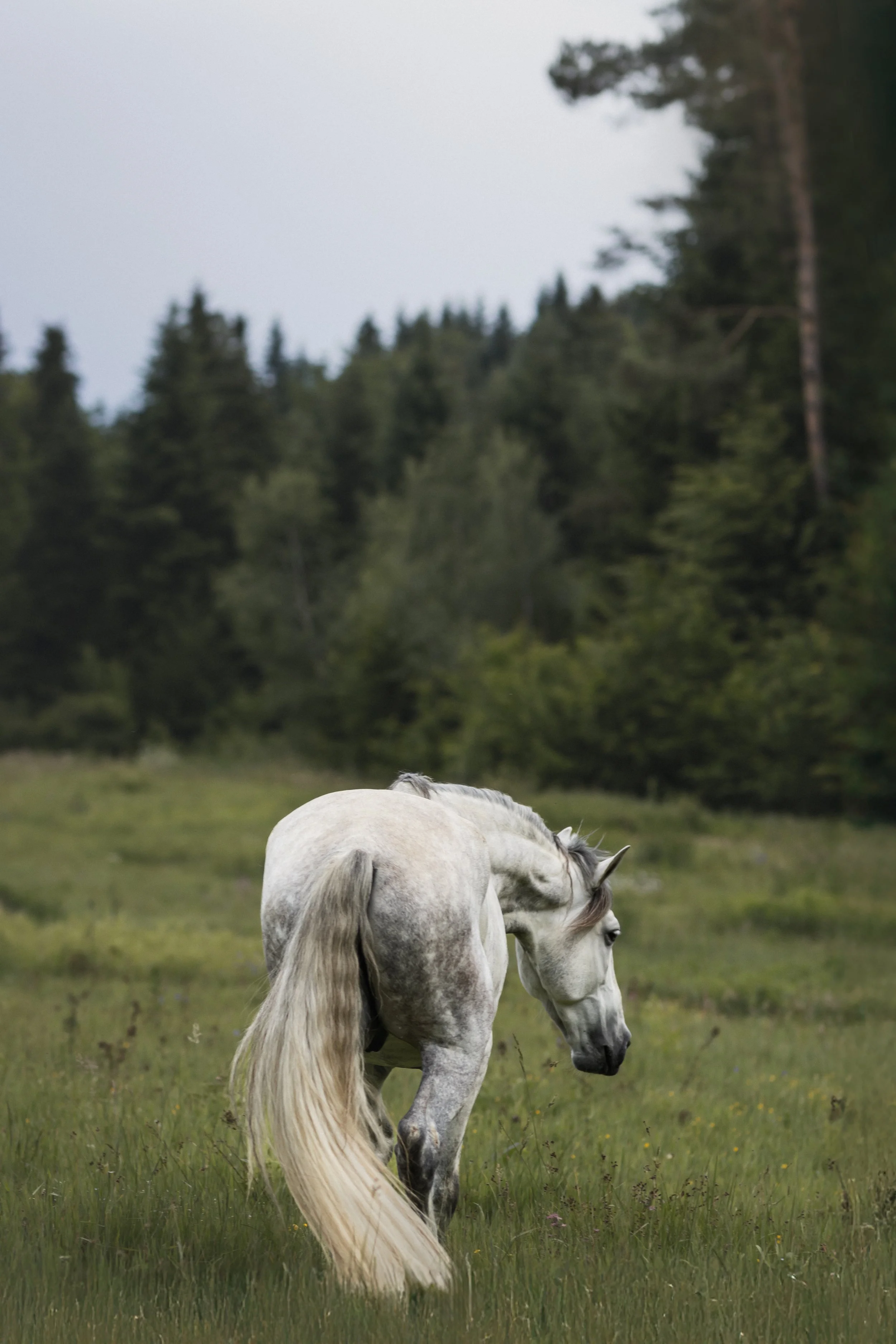 A white horse with a long tail grazing in a green field with trees in the background.