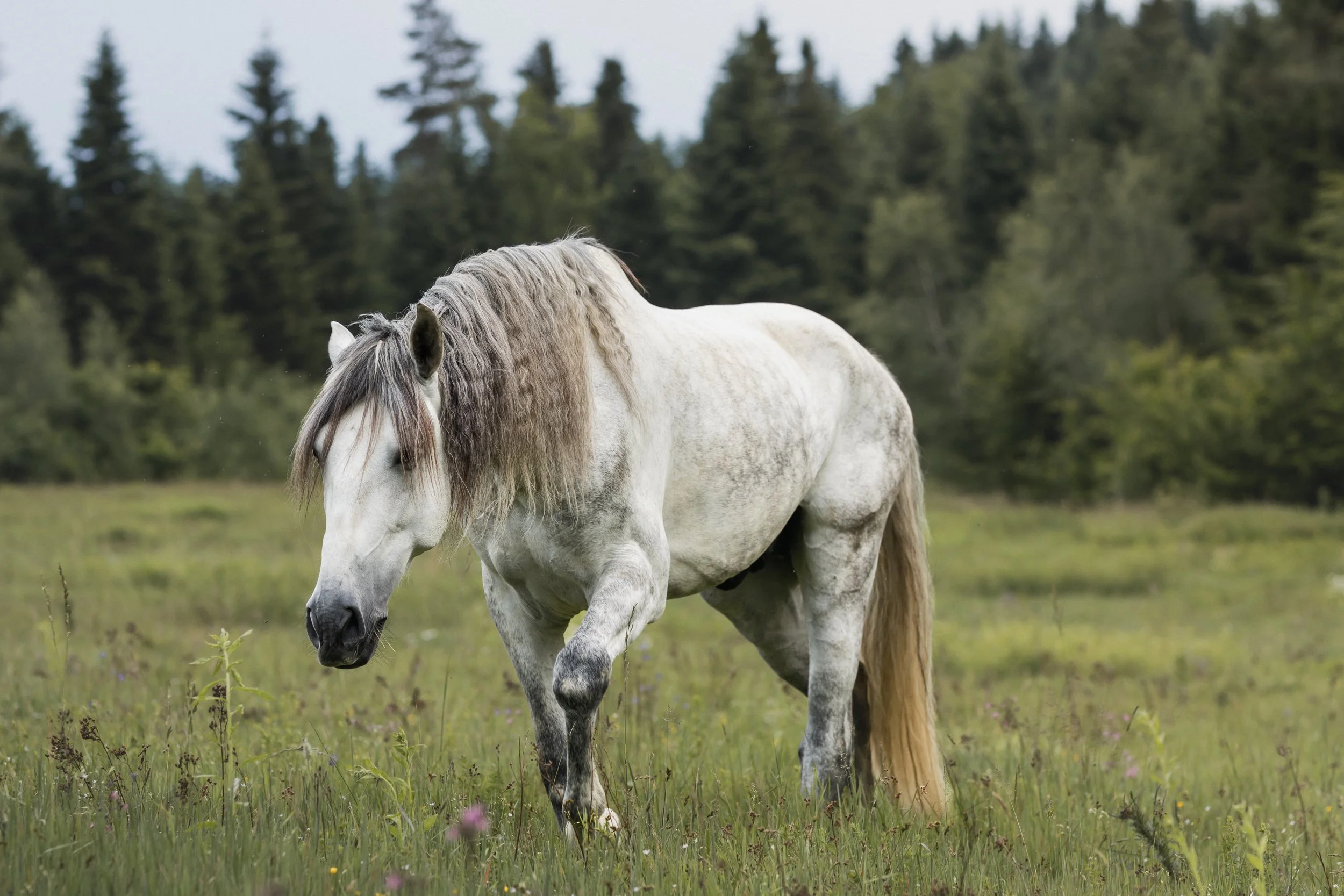 A white horse with a long, flowing mane grazing in a grassy field with trees in the background.
