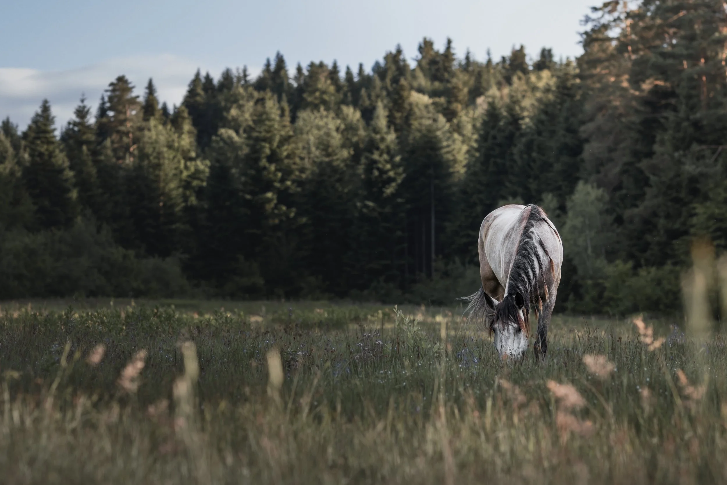 A gray horse with black and white markings on its mane grazing in a grassy field with a forest of pine trees in the background under a blue sky.