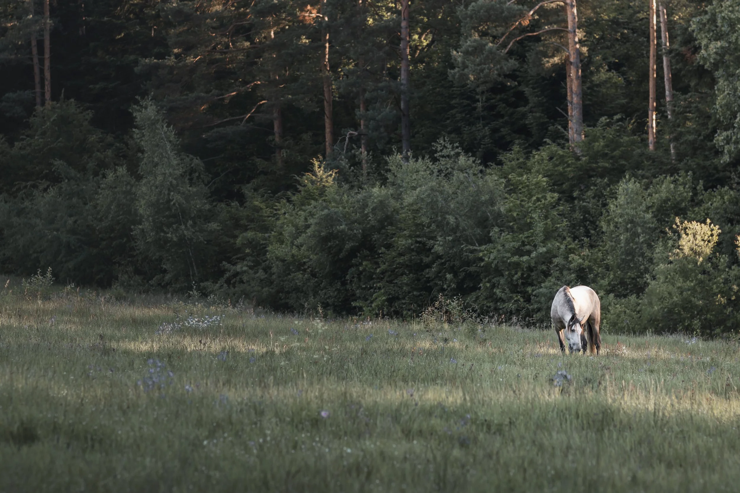 A white horse grazing in a meadow with a dense forest in the background.