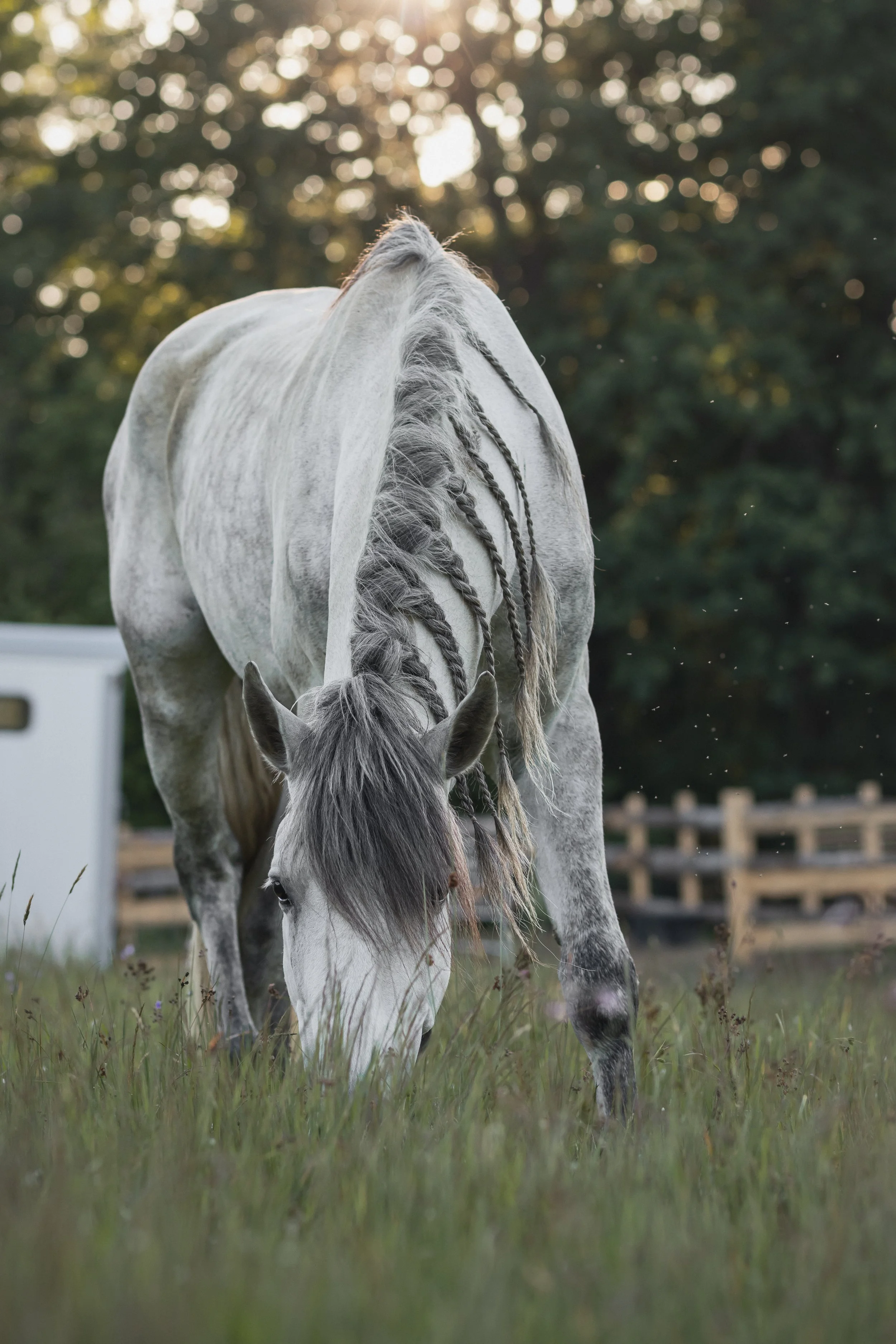 A white horse with braided mane grazing in a grassy field during sunset, with trees and a wooden fence in the background.
