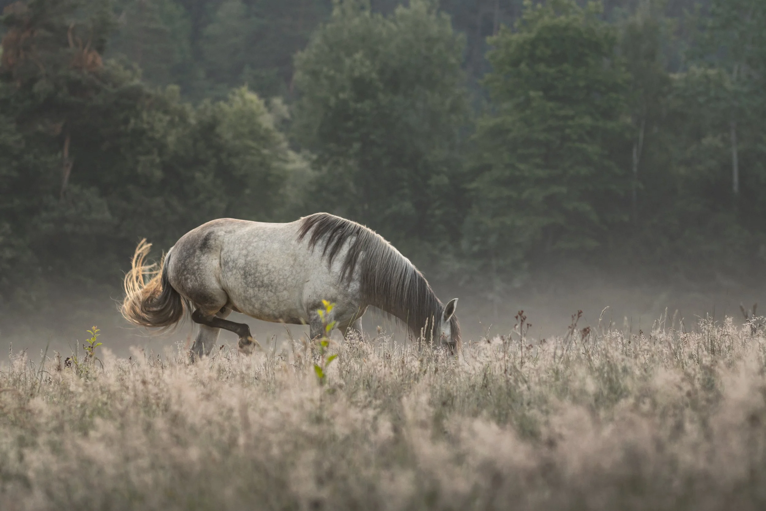 A white horse with a gray mane standing in a foggy field with tall grass and wildflowers, surrounded by trees in the background.