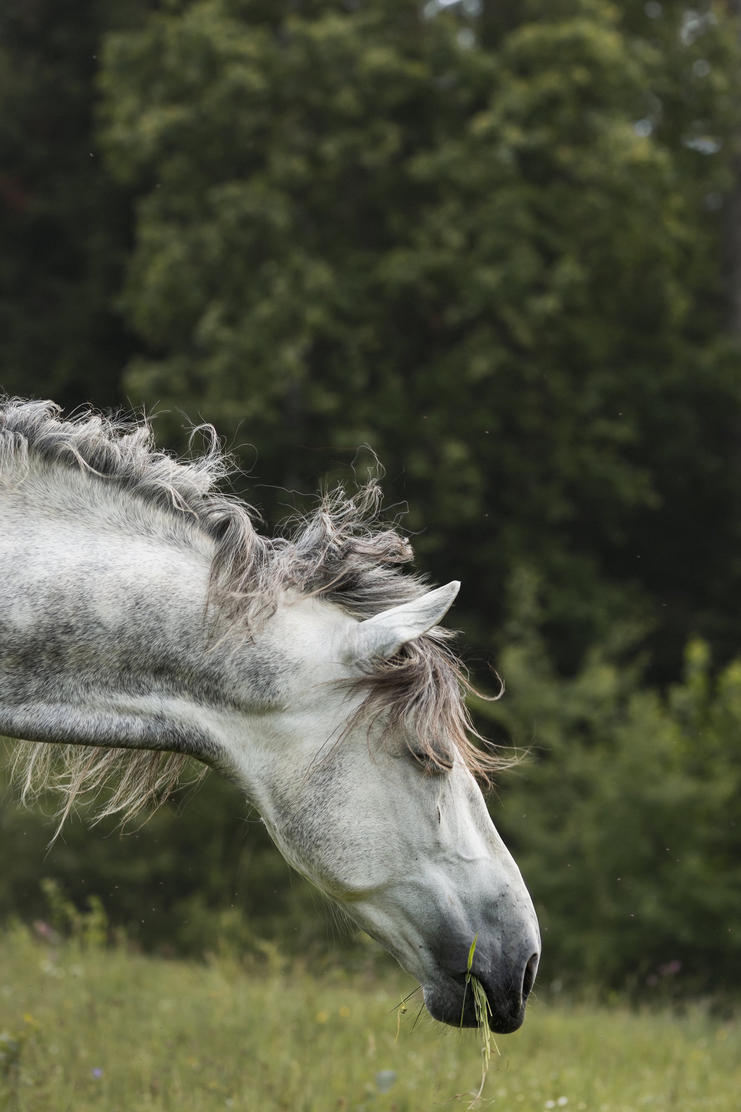 A white horse with a curly mane grazing on grass in a green field.