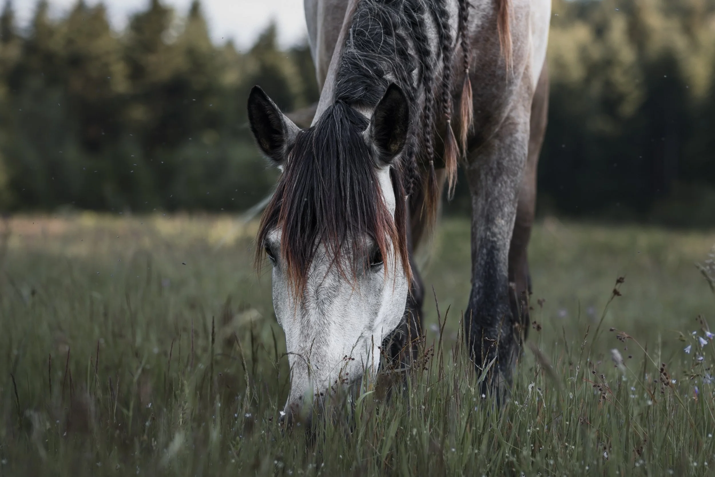 Close-up of a gray horse with a black mane and braided hair standing in a grassy field with trees in the background.