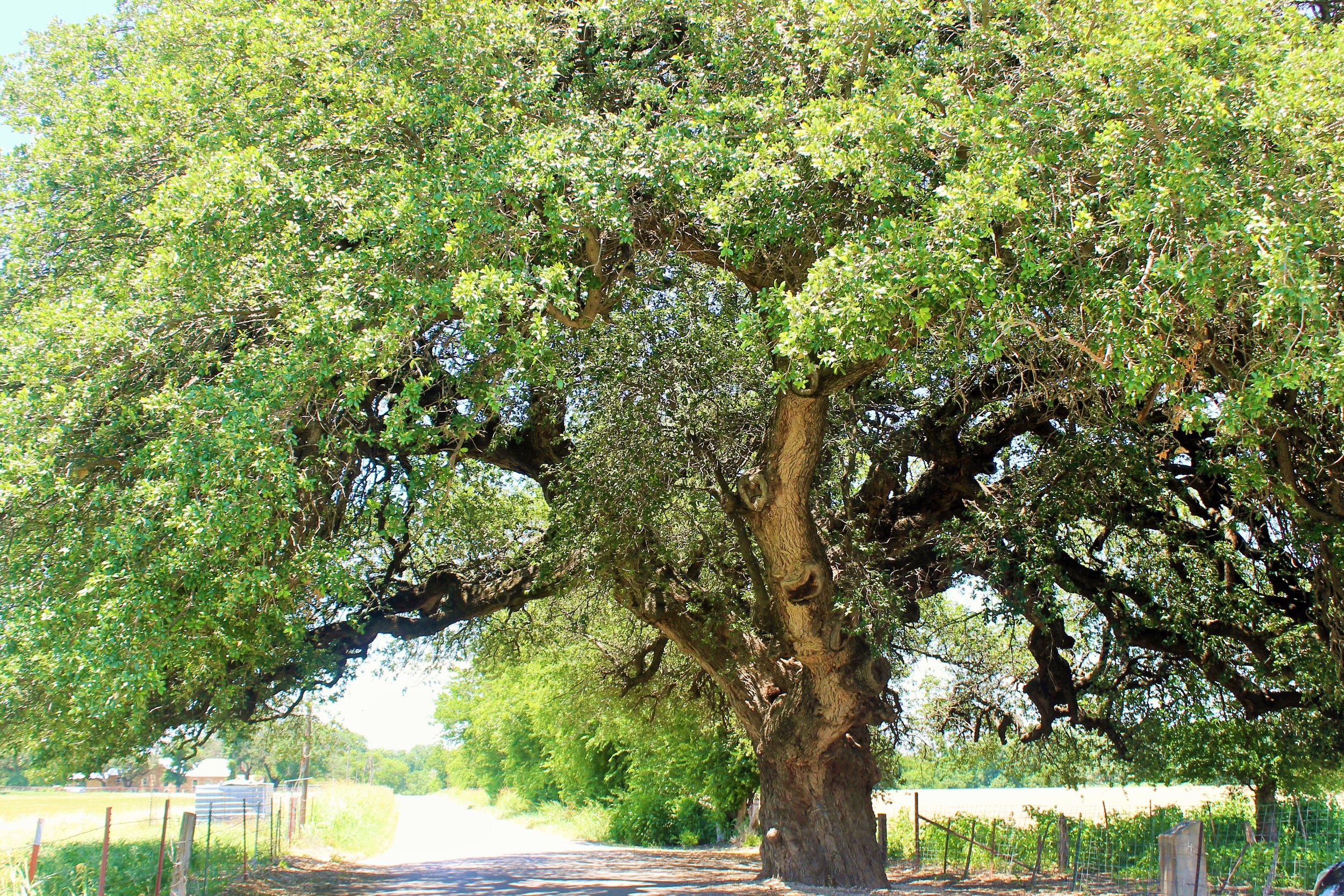 San Saba Wine Club